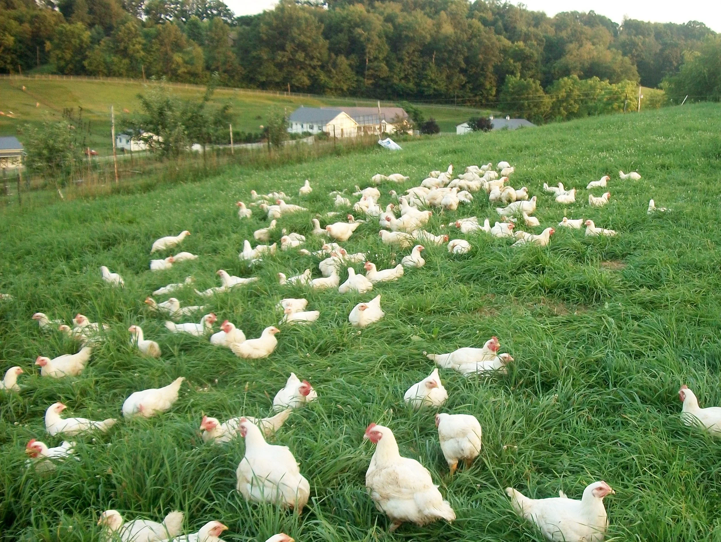 Pleasant Valley Poultry High Quality Poultry Baltic, OH