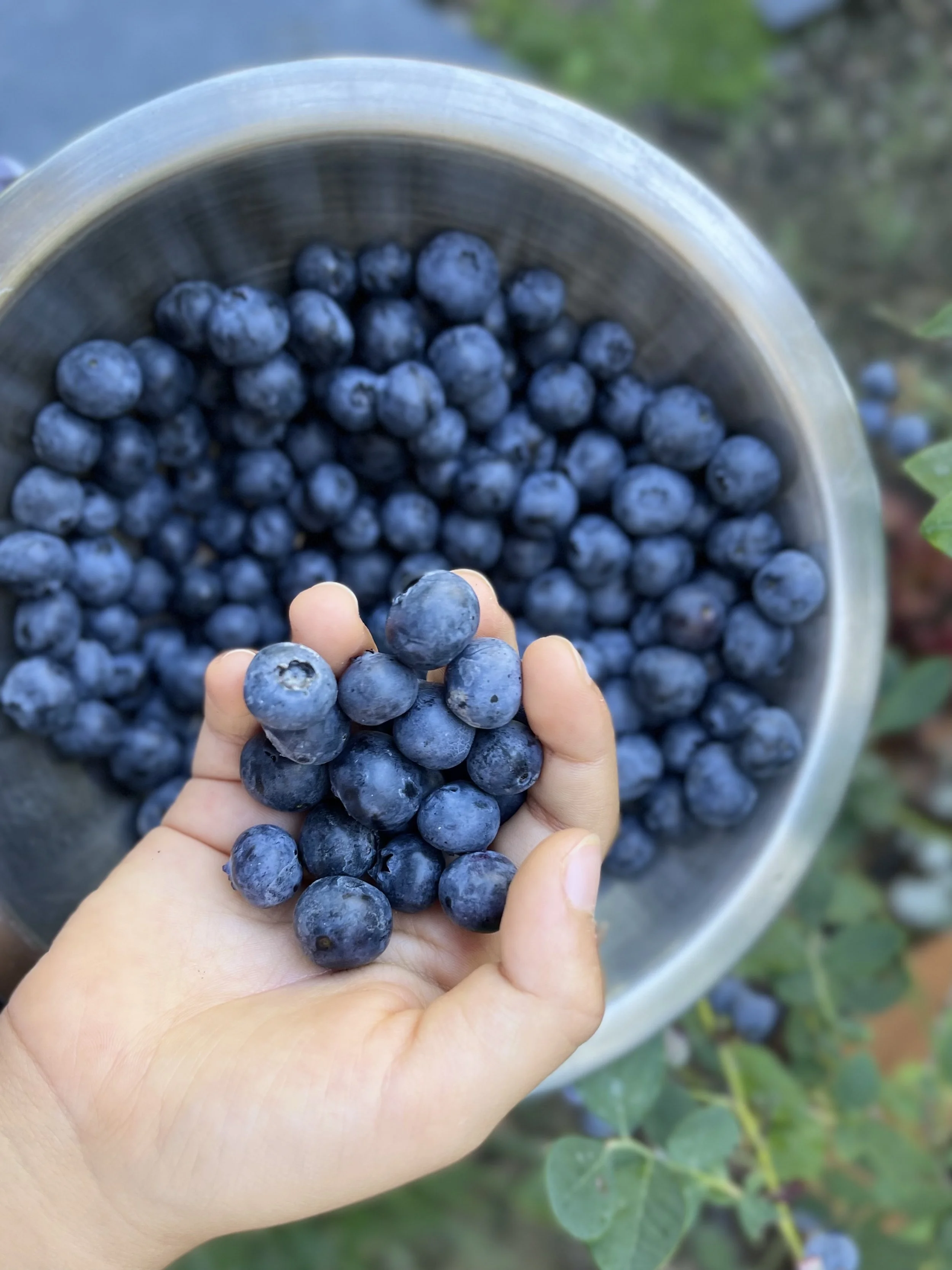 Children's Garden.jpeg