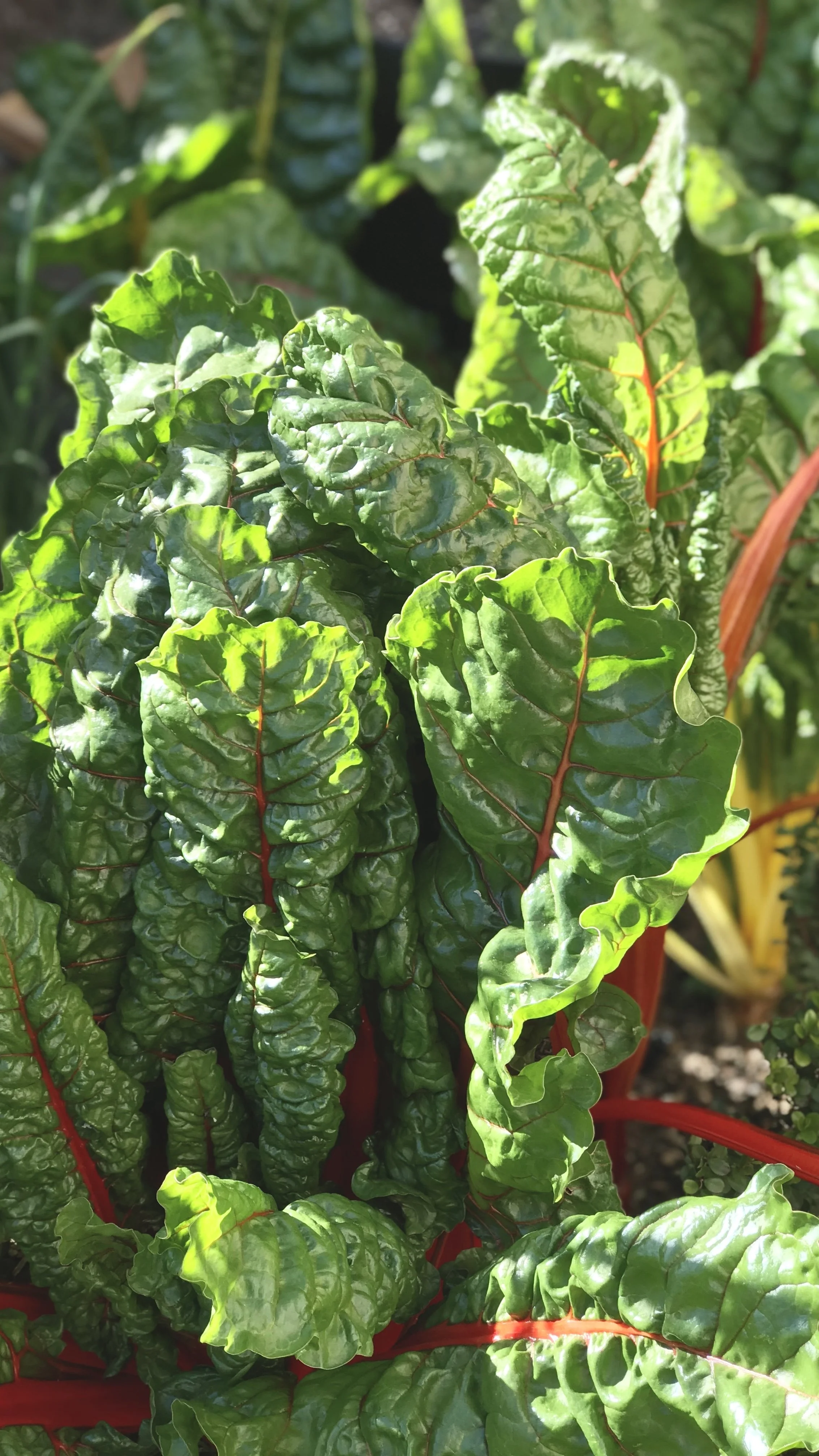 Herbs & Vegetables.jpeg