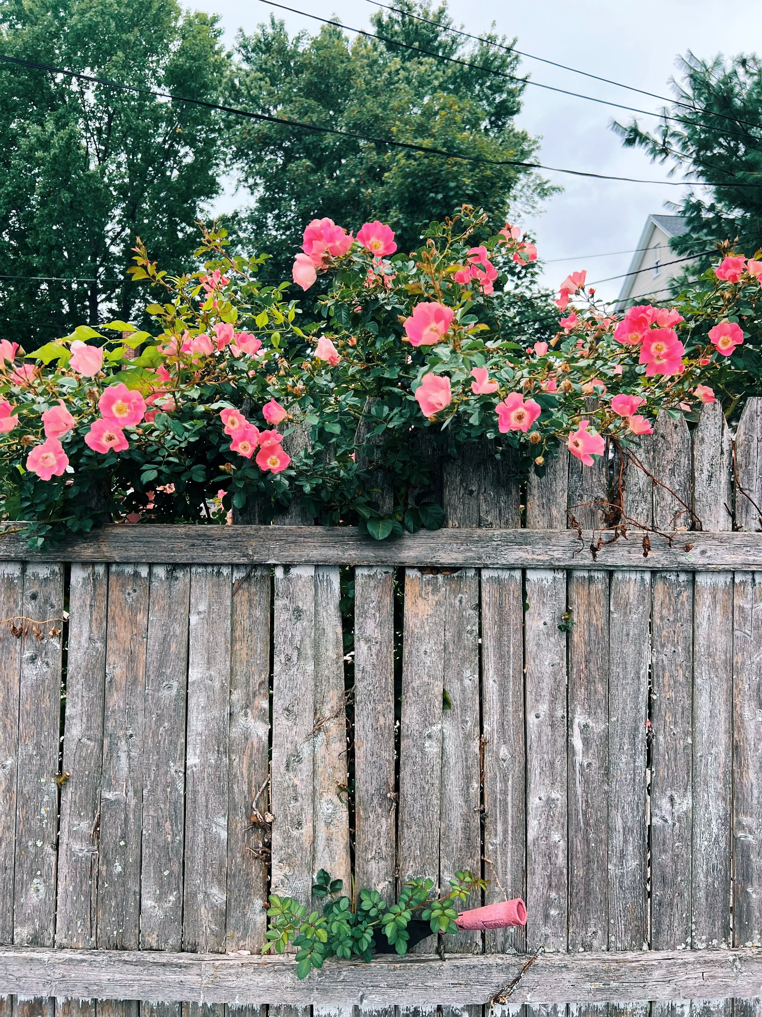1E89F843-AC0A-4C06-A560-D2546A7533E1.JPG