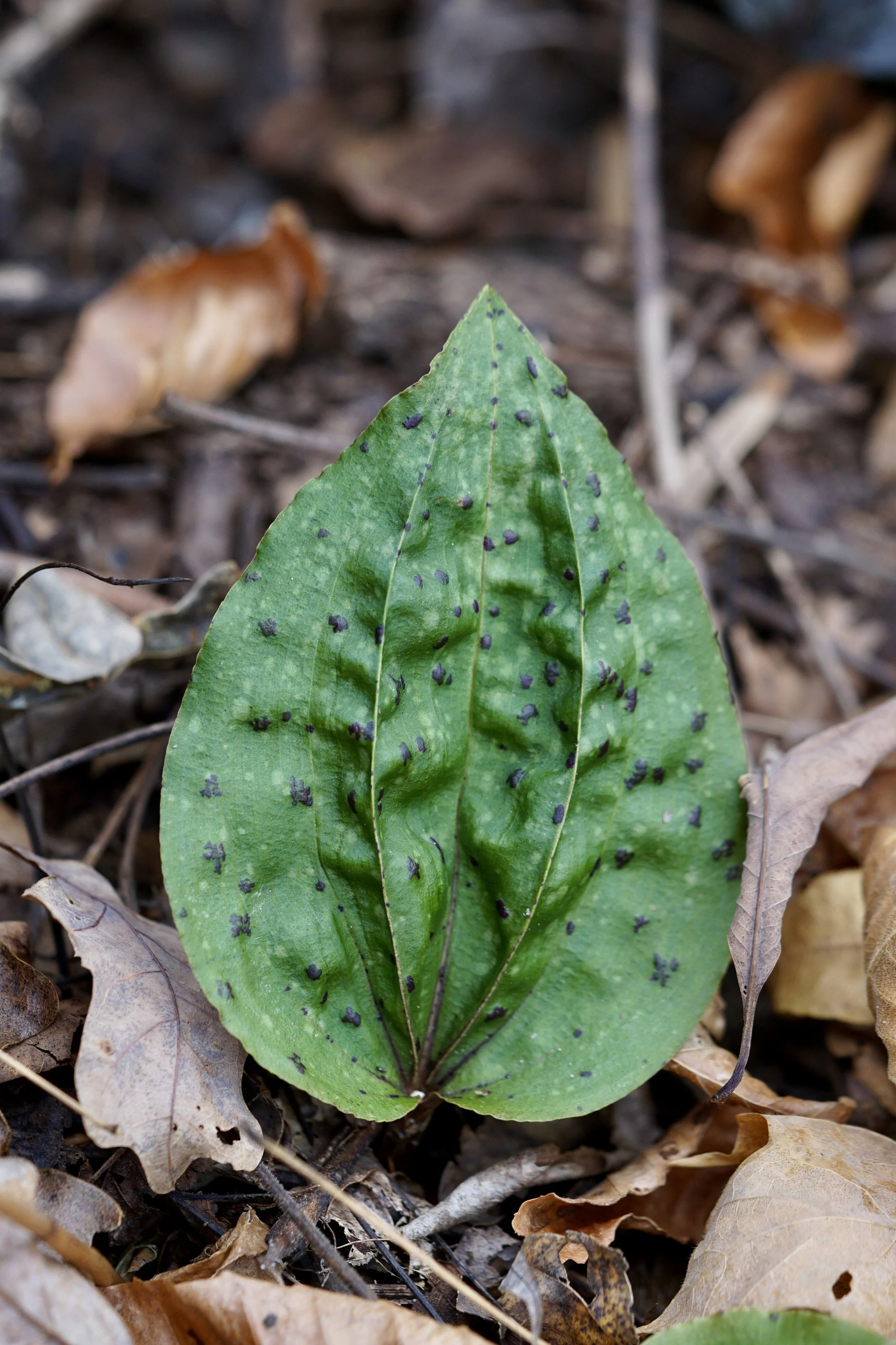 The Cranefly’s Freckles