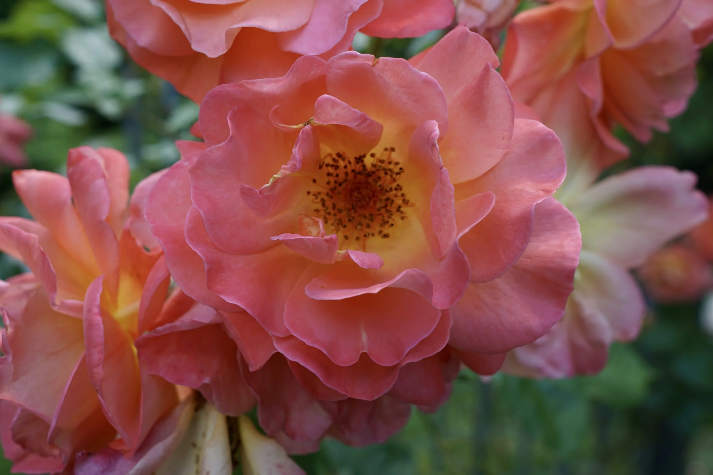 Punctuated Geometric Monsters