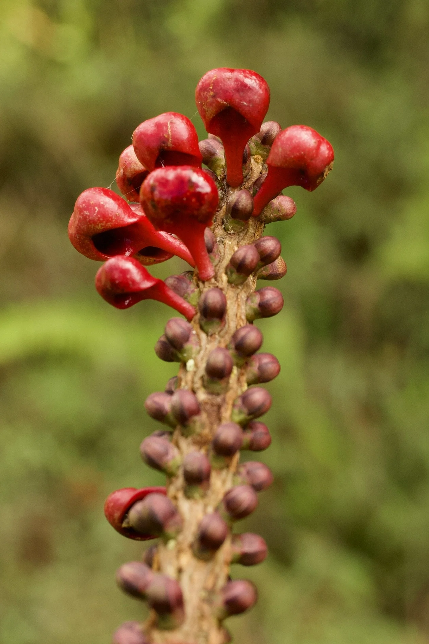 Blind Watchmakers, Panda’s Thumbs, and Sarcopera’s Red Cups