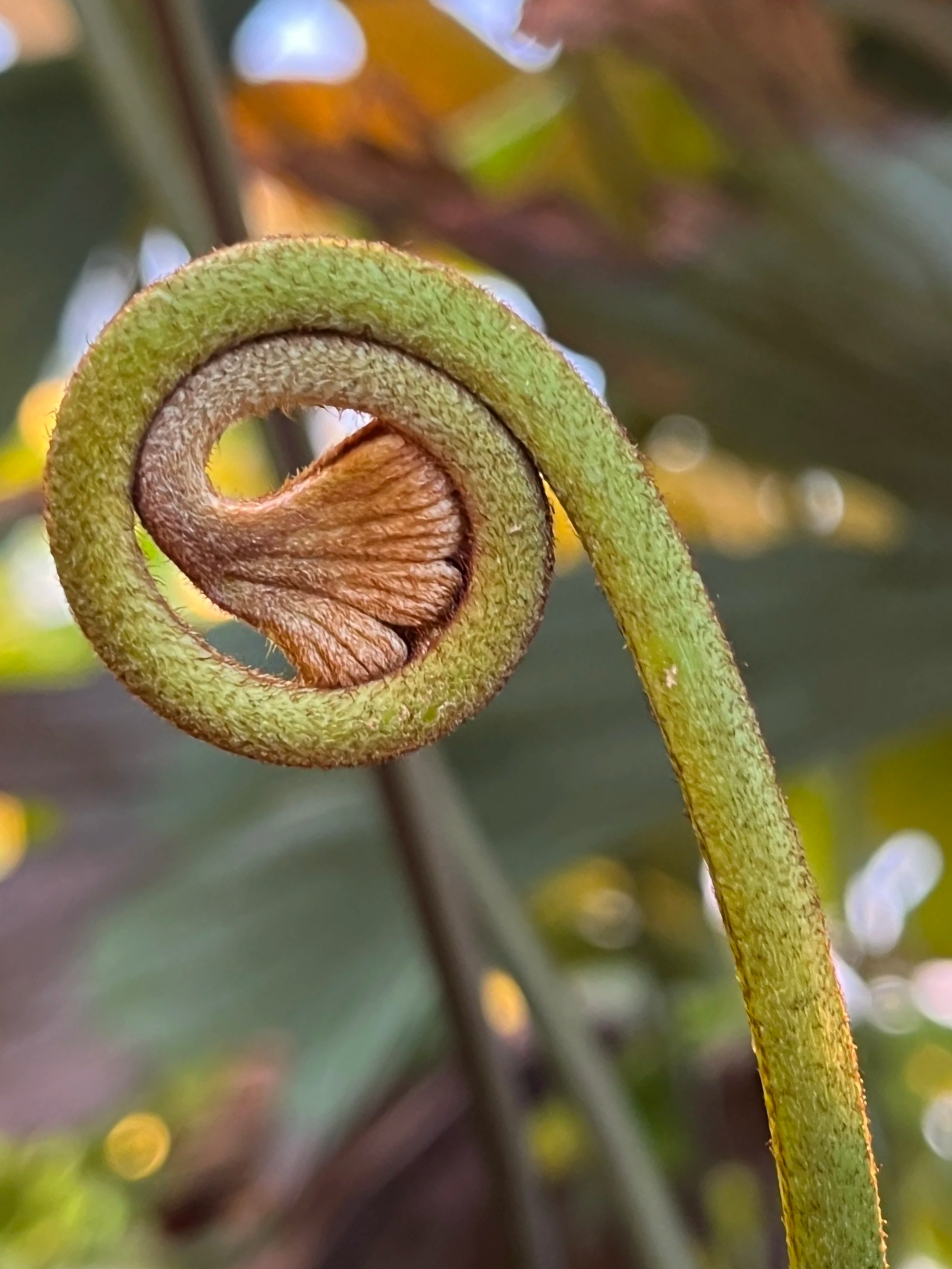 Scotland, Extinction, and the Other Charles Darwin