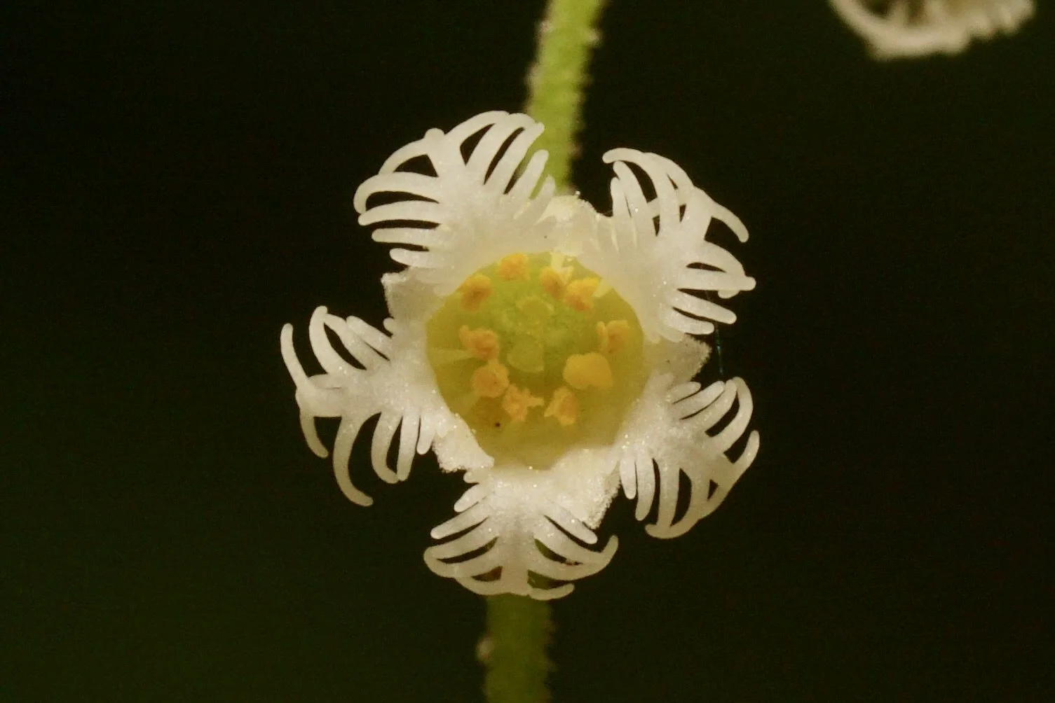 The Bishop’s Cap