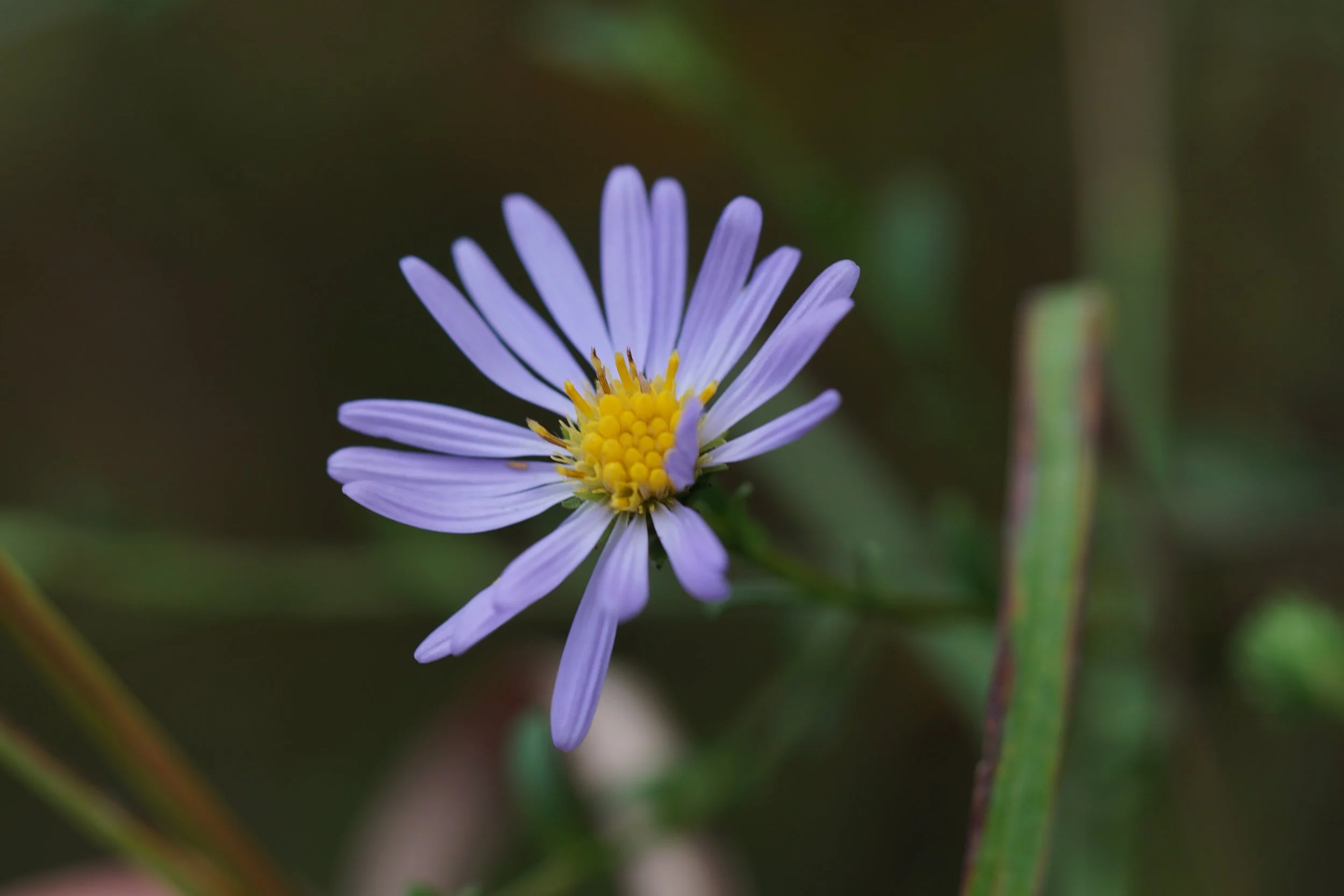 Rhiannon’s aster and speciation in the serpentine barrens