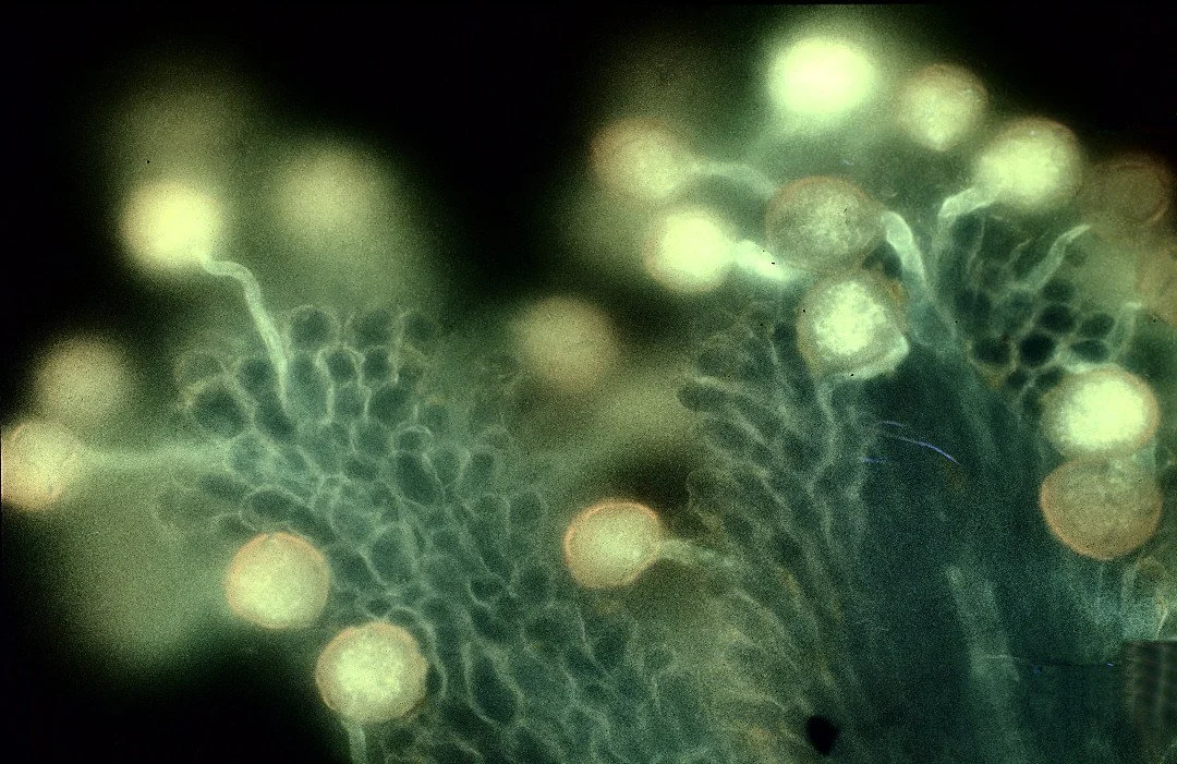 Talinum pollen tubes