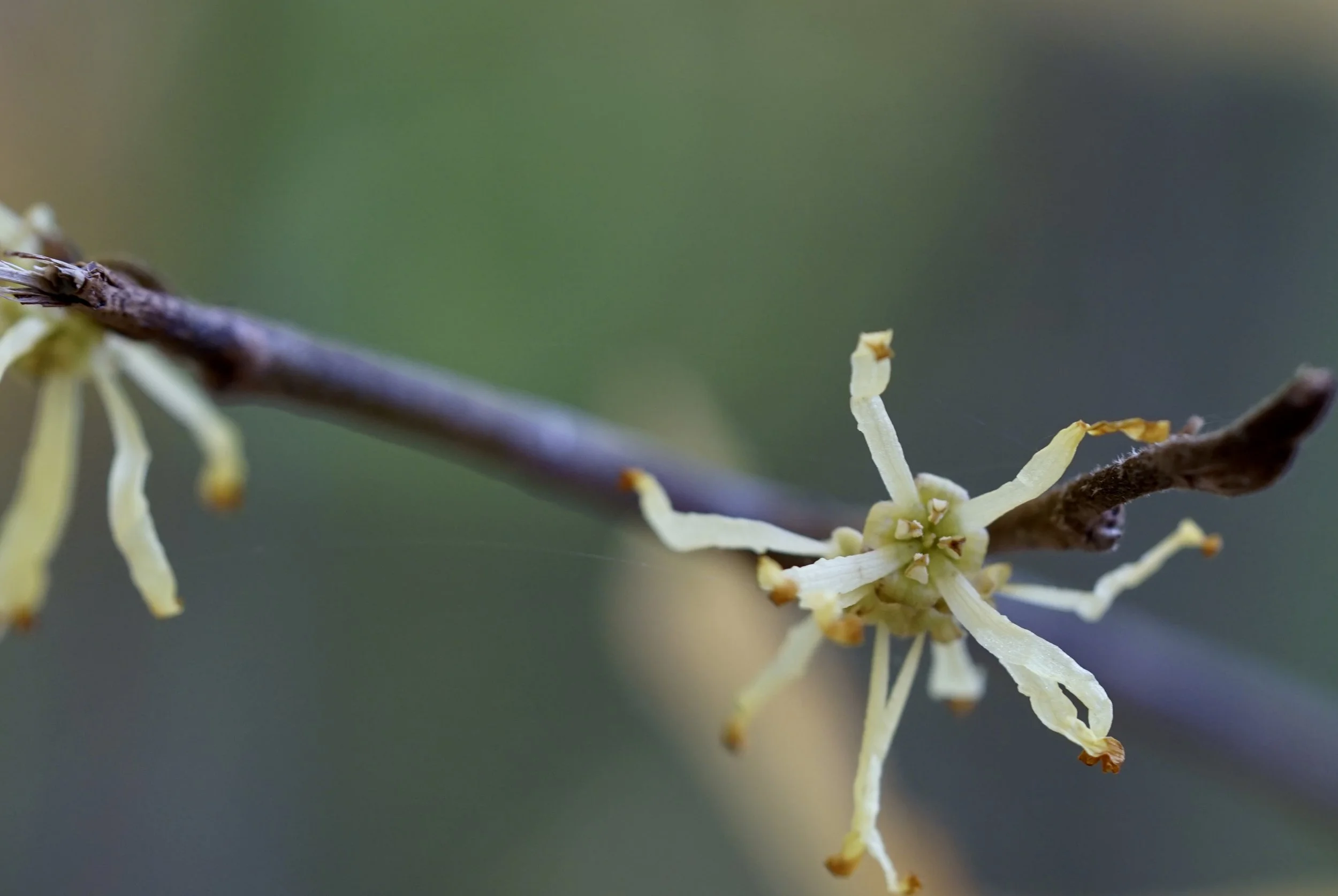 Store — Let's Botanize