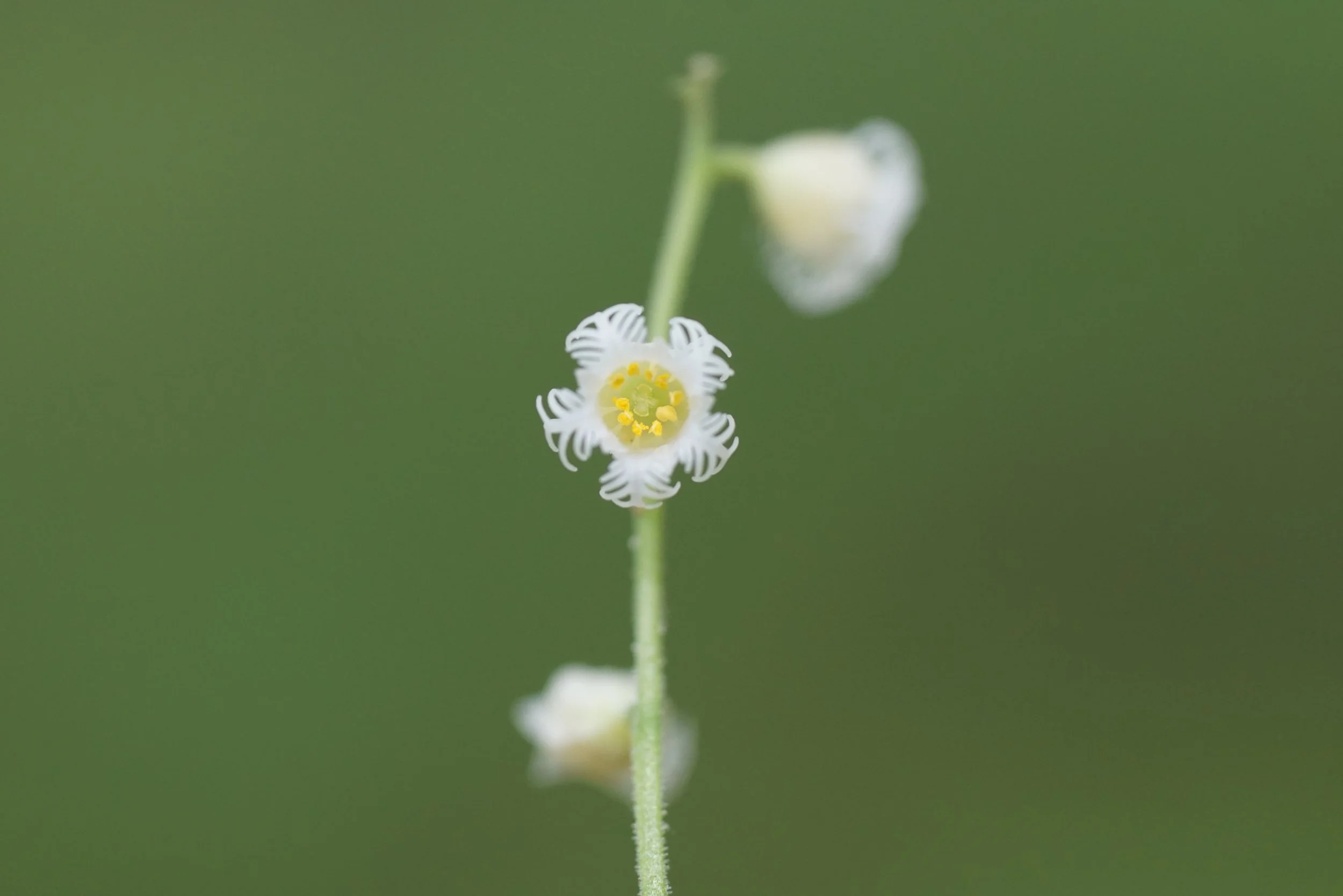 M_diphylla_flower