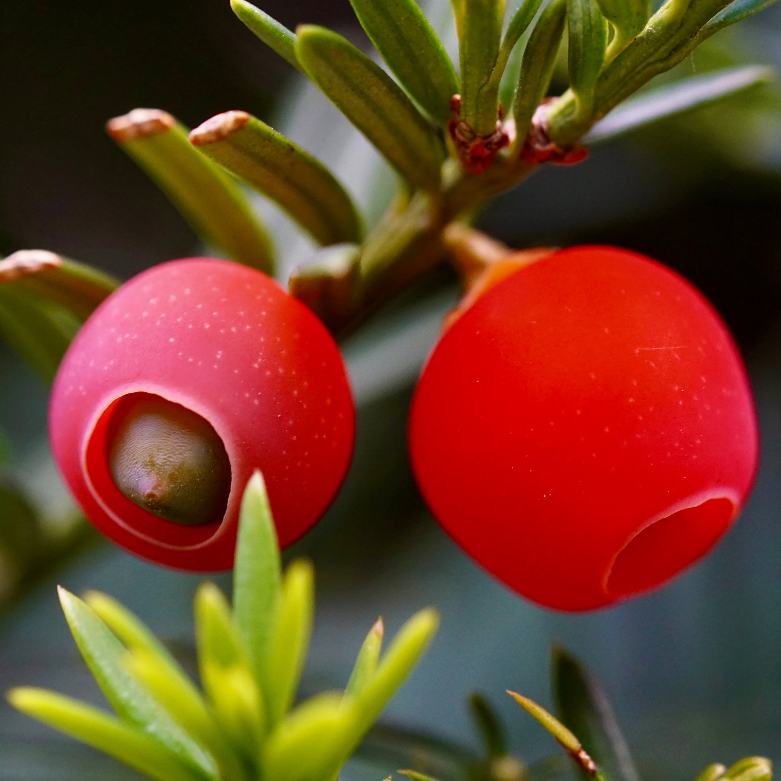 Taxus canadensis