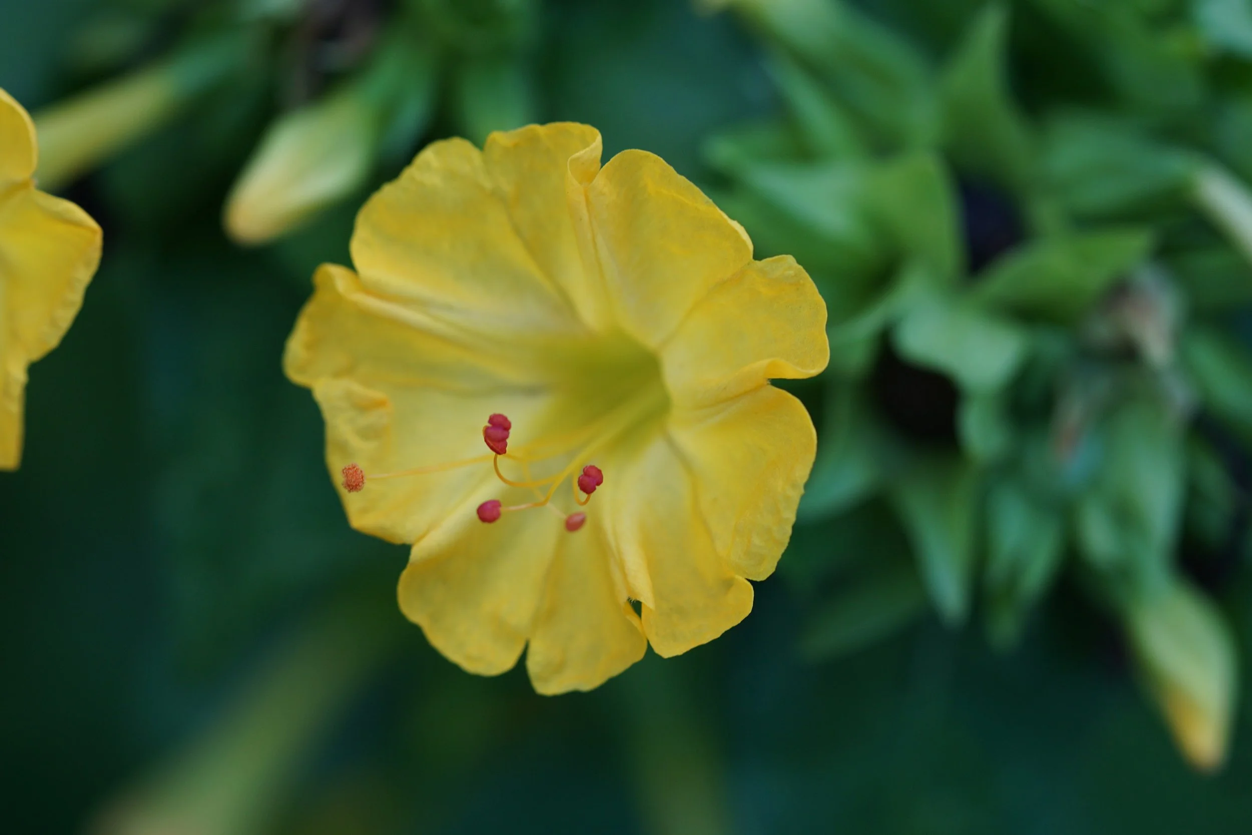 Flower of Mirabilis jalapa