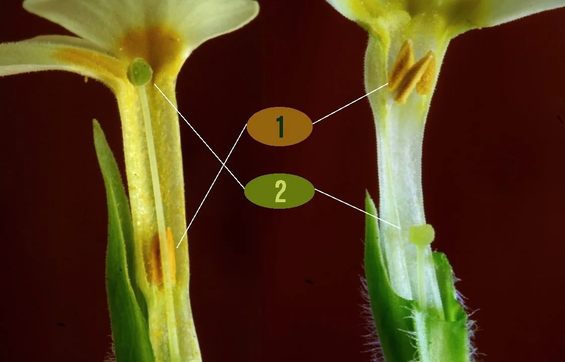 Primula_vulgaris