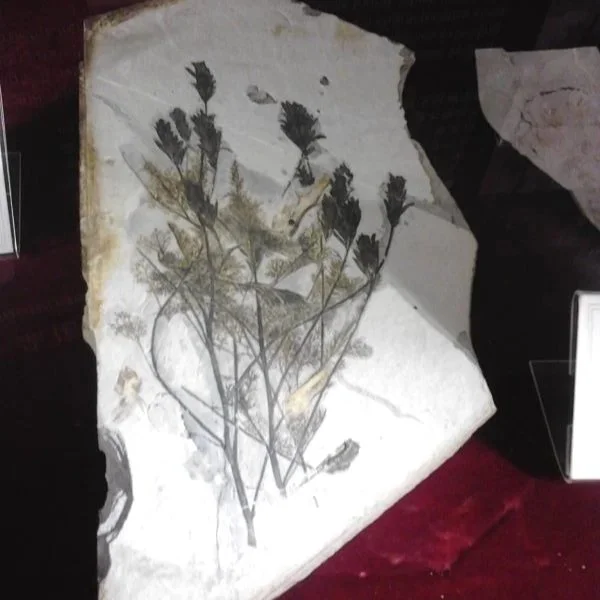 Archaefructus_sinensis