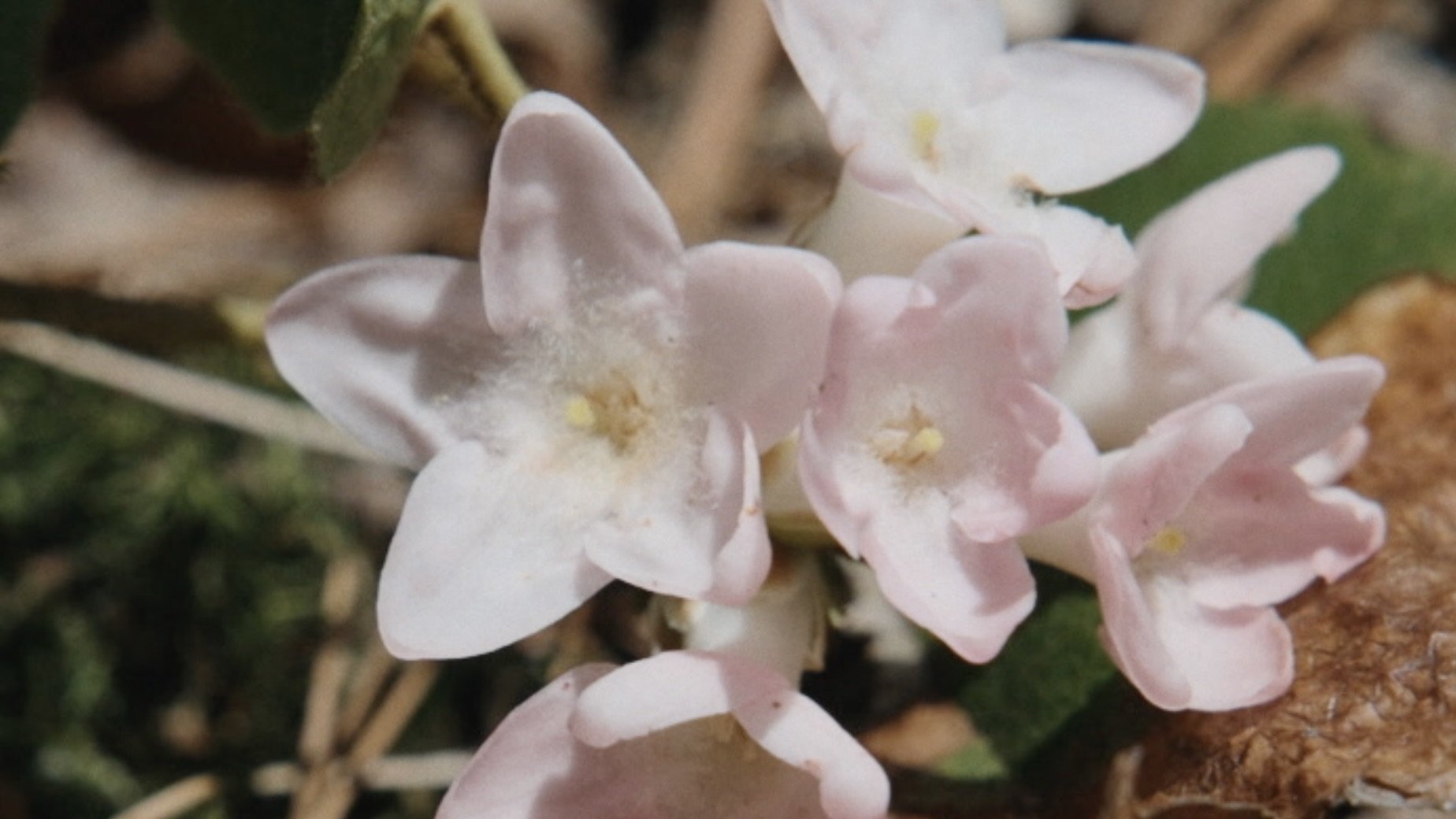 E.repens