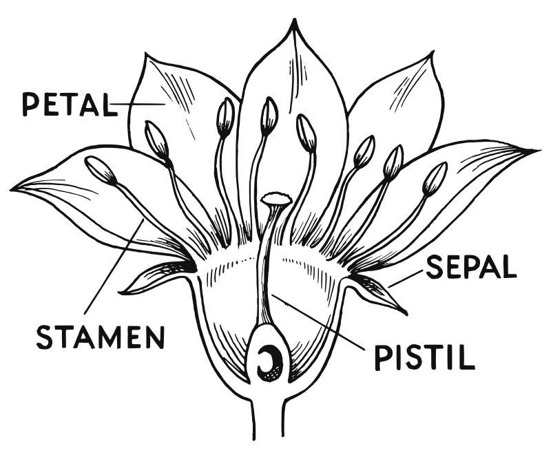 floral_diagram