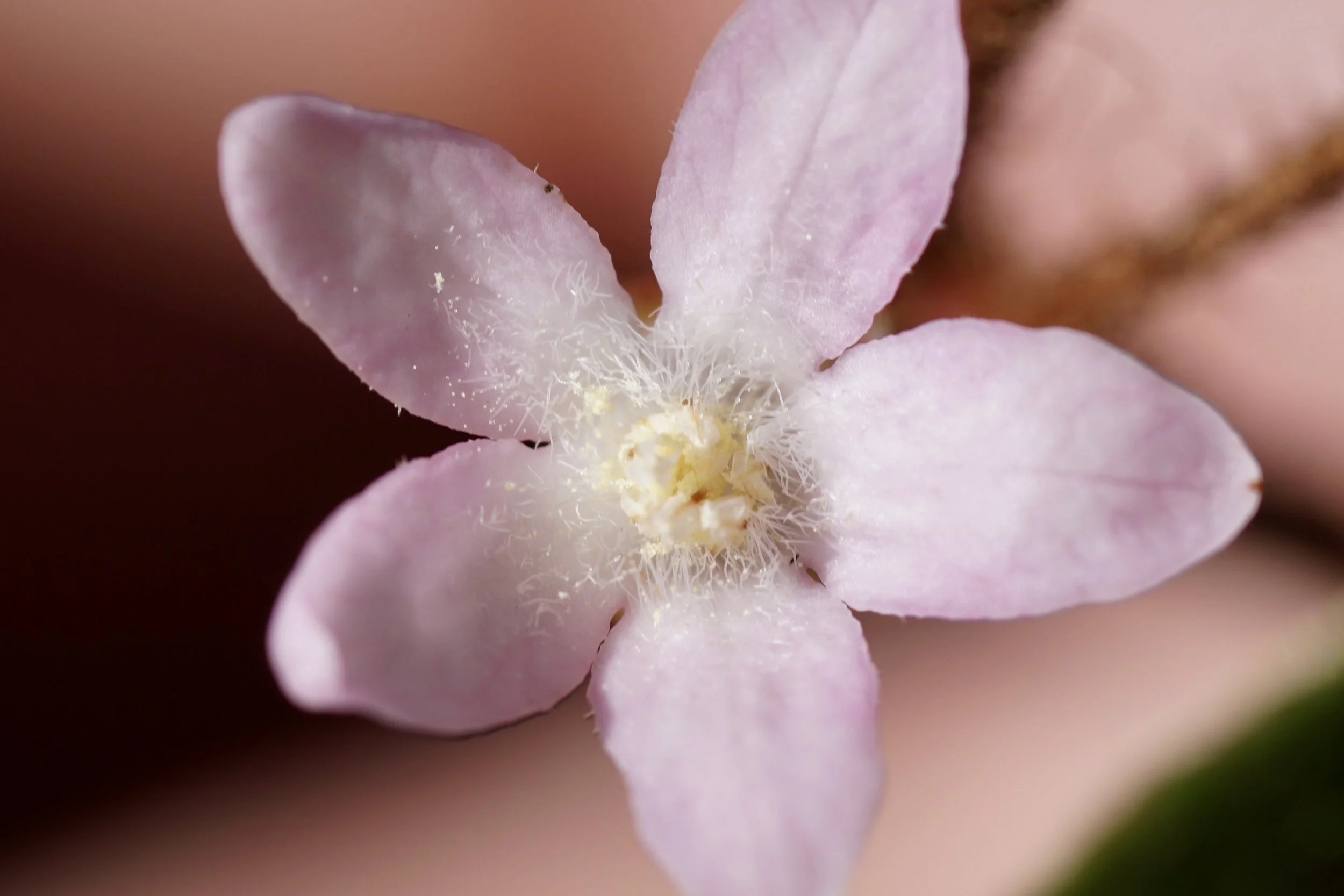 E. repens