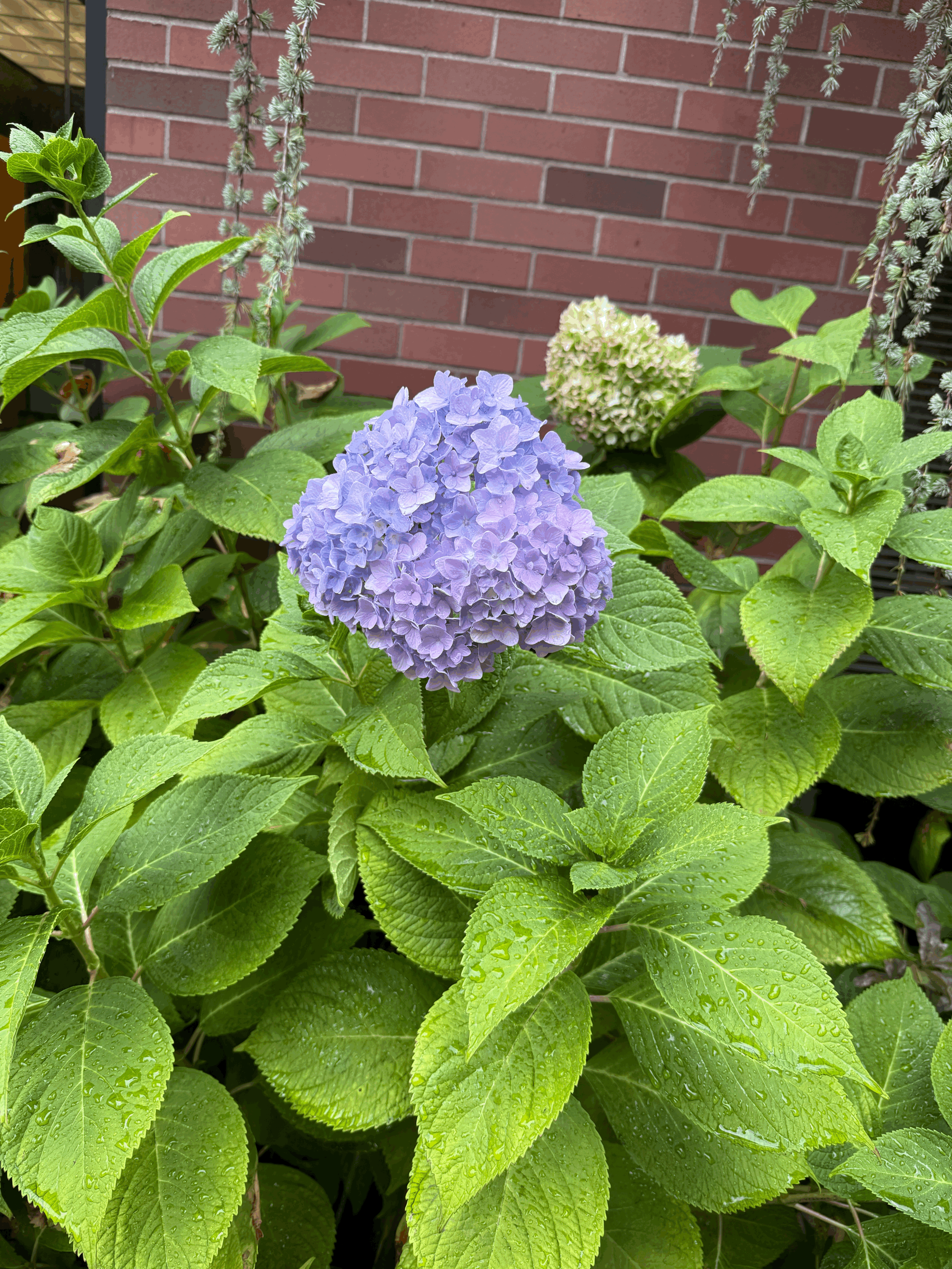 Always a Weed Wacker, Never a Gardener