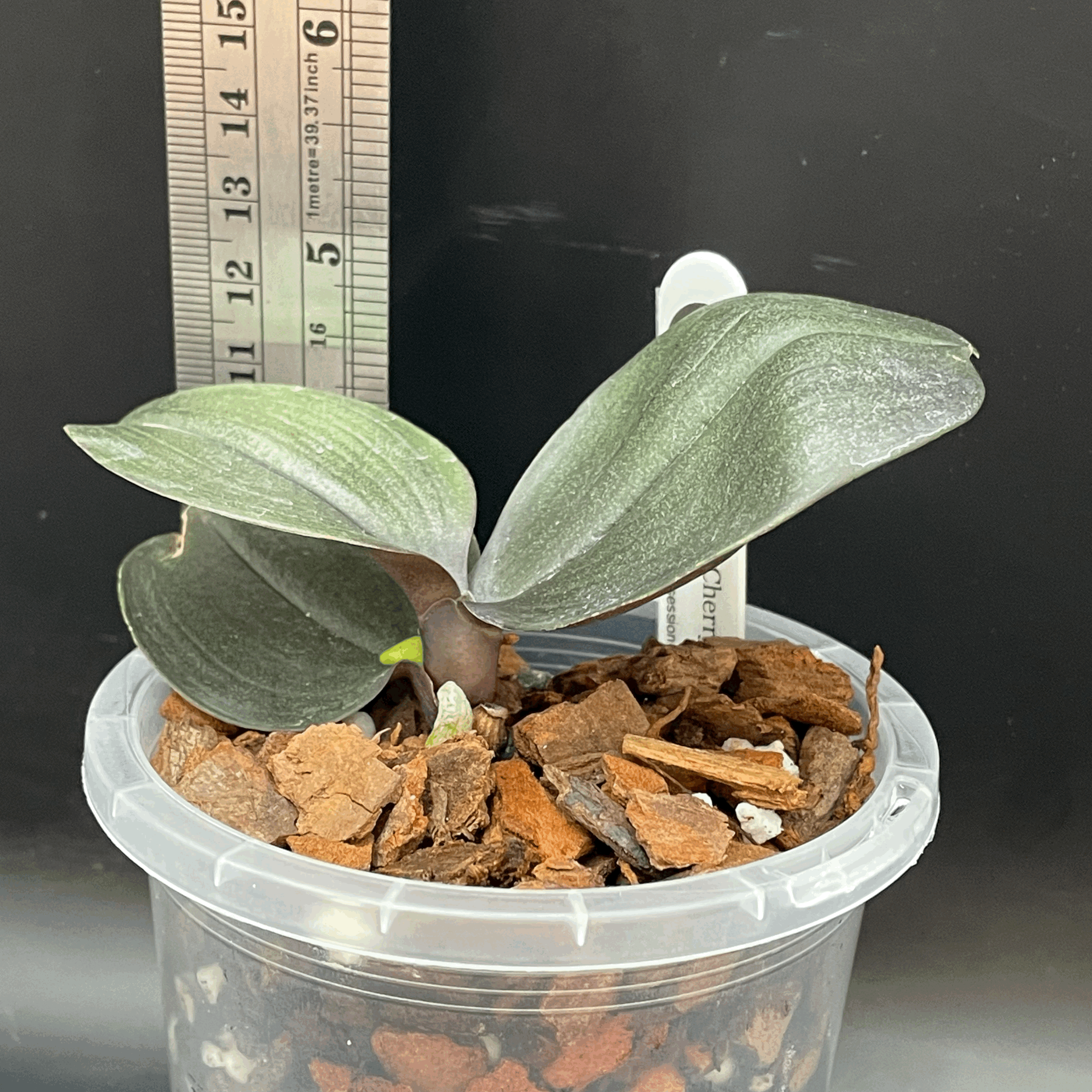 Phalaenopsis I-Hsin Cherry Bomb 'Peloric' seedling for sale in NZ – grown by Orchid Obsession
