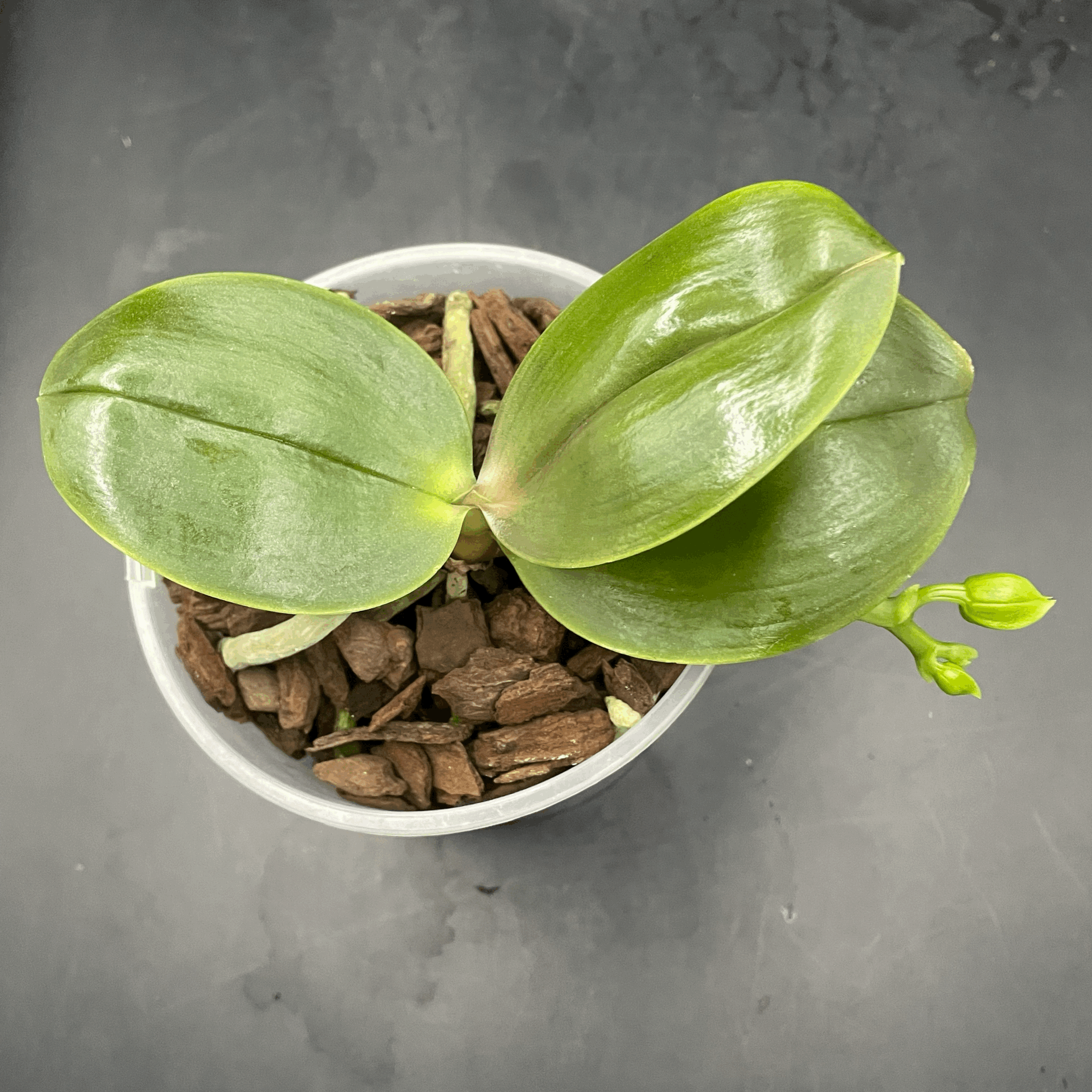 Phalaenopsis Allura ‘Mars’ seed-grown plant for sale in NZ – grown by Orchid Obsession