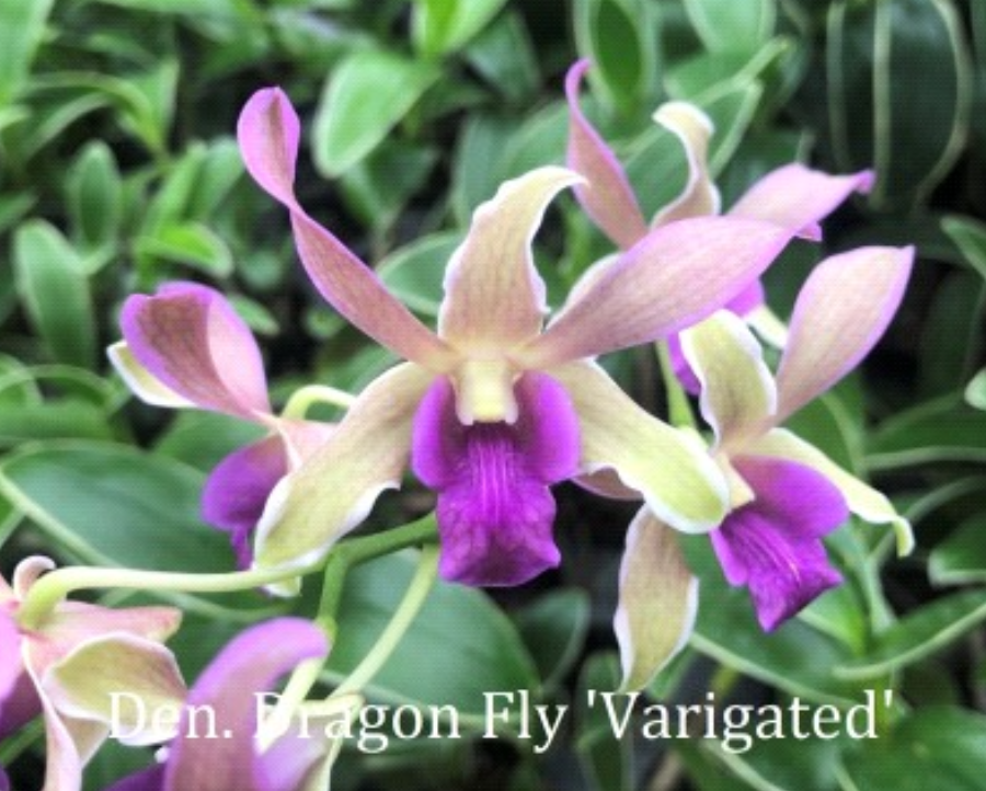 Dendrobium Dragon Fly 'Varigated'