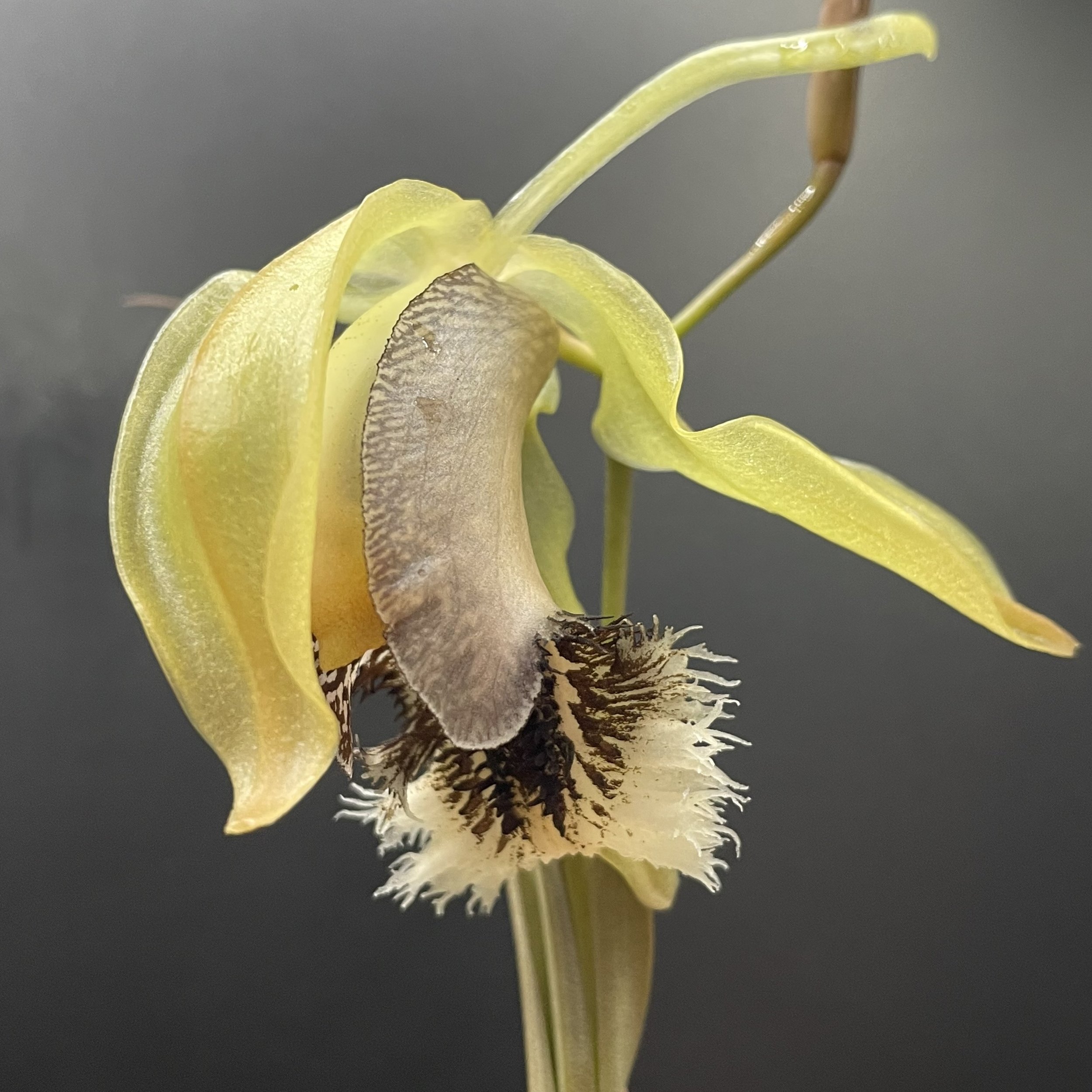 Coelogyne speciosa subsp. fimbriata