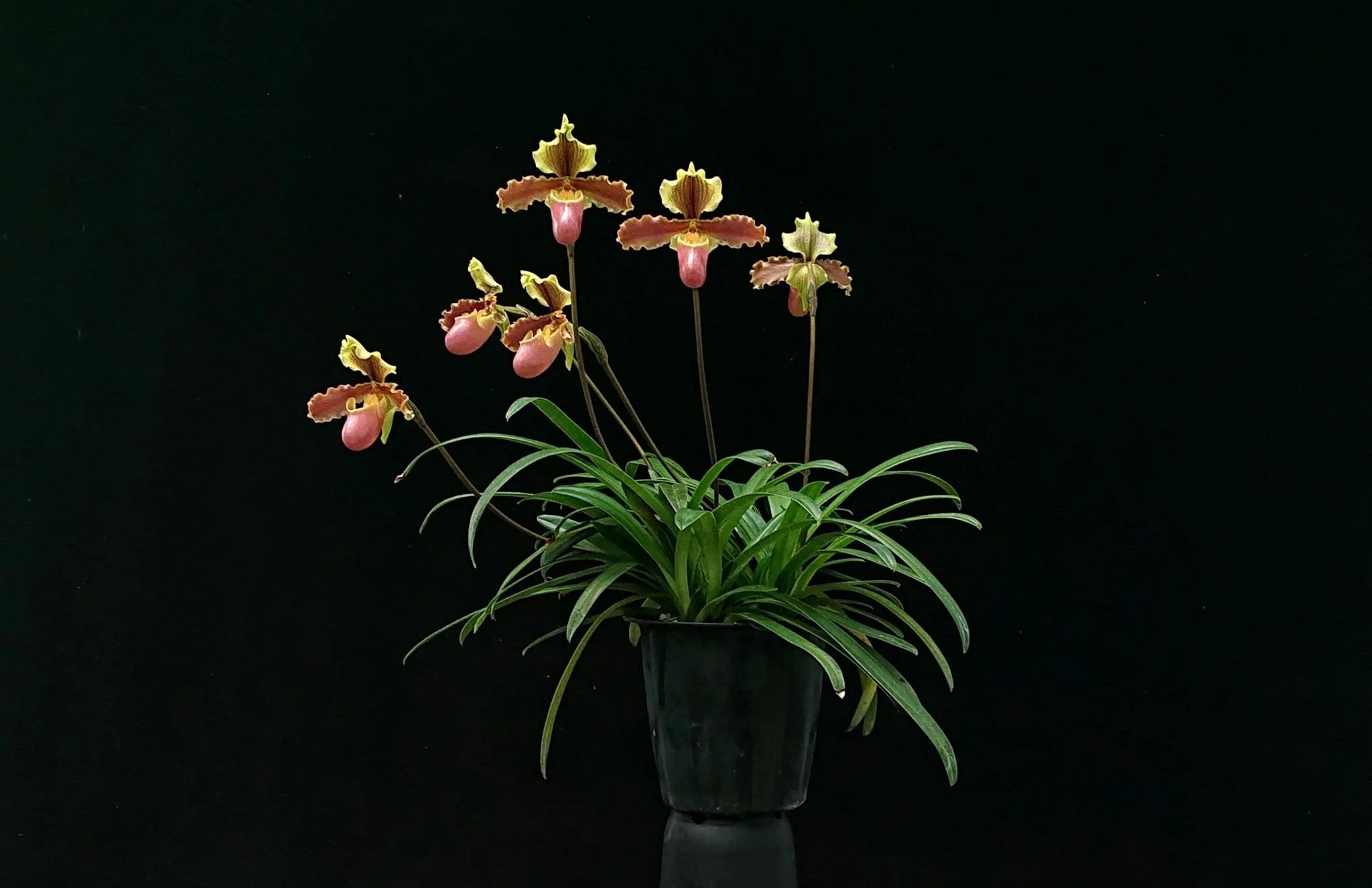 Paphiopedilum × hermannii in bloom – compact hybrid with cheerful pink and yellow slipper-shaped flowers