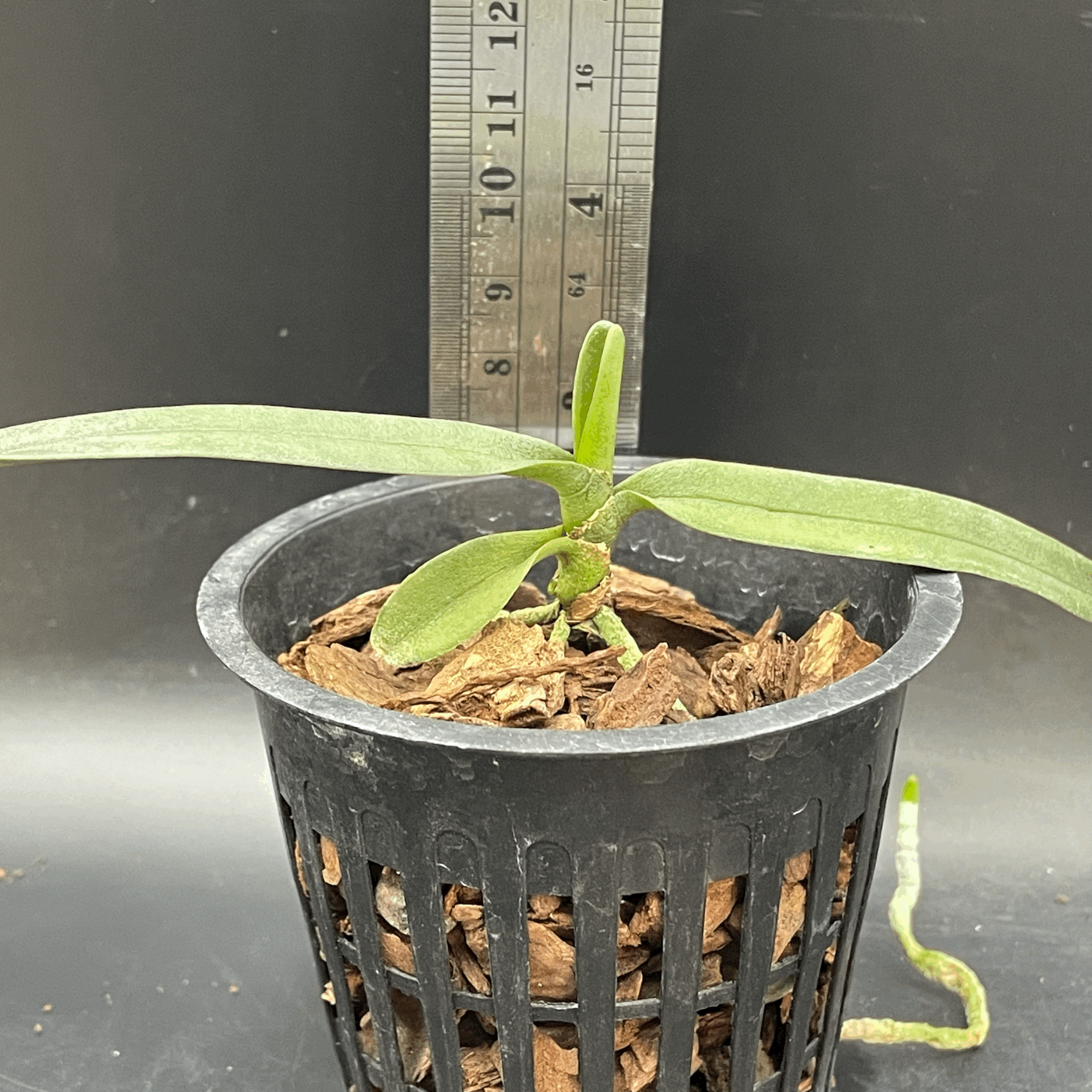 Angraecum elephantinum seedling for sale in NZ – grown by Orchid Obsession