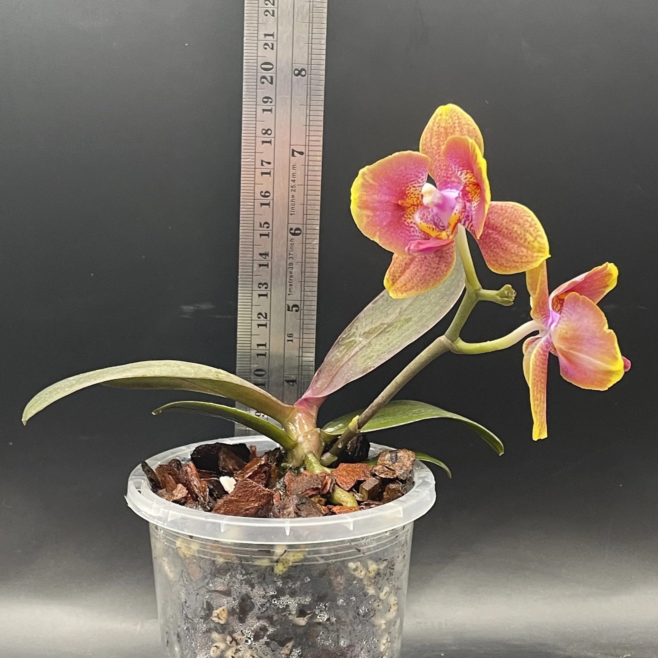 In flower Phalaenopsis Brother Sara Gold 'Peloric' plant for sale in NZ – grown by Orchid Obsession