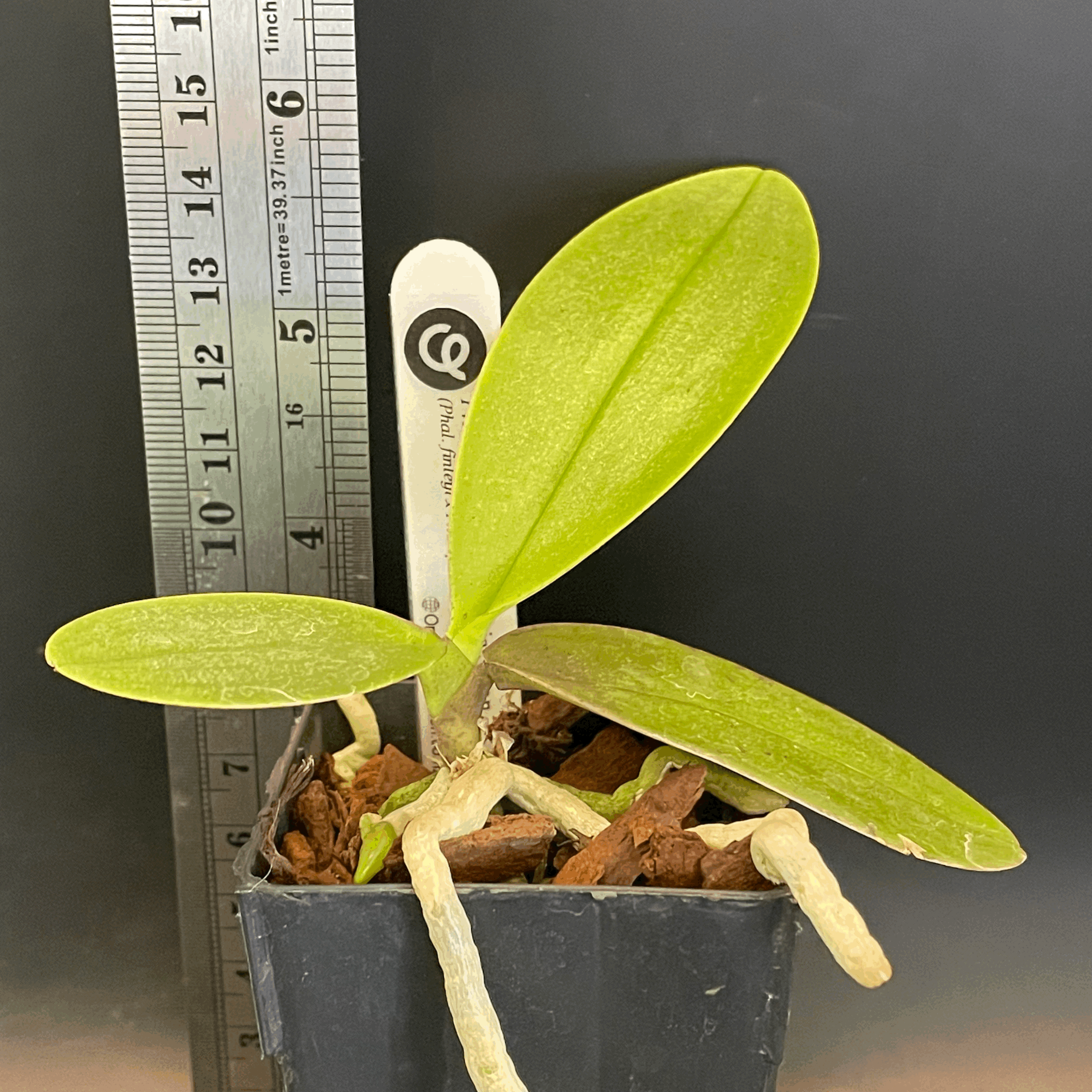 Phalaenopsis San Shia Swan seedling for sale in NZ – grown by Orchid Obsession