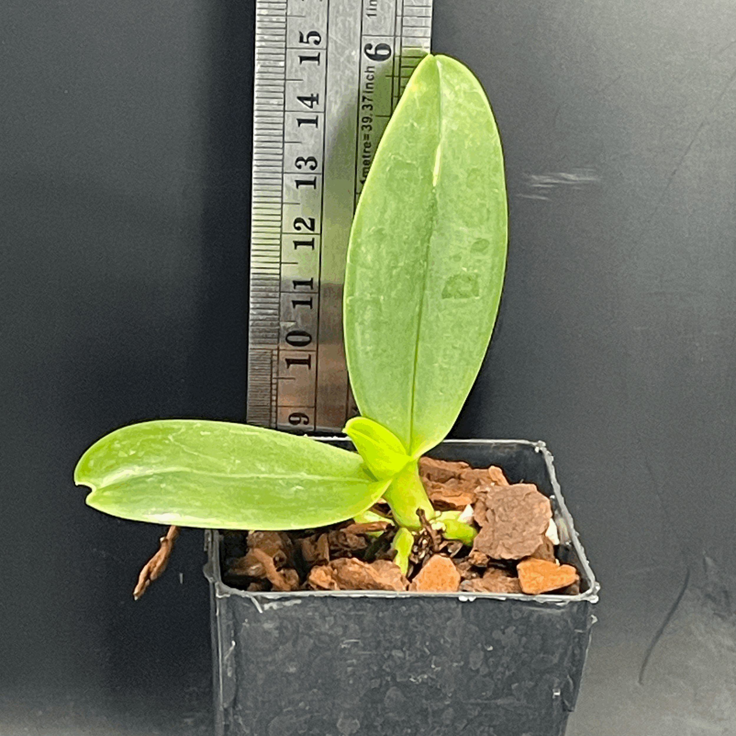 Phalaenopsis equestris var. aparri seedling for sale in NZ – grown by Orchid Obsession