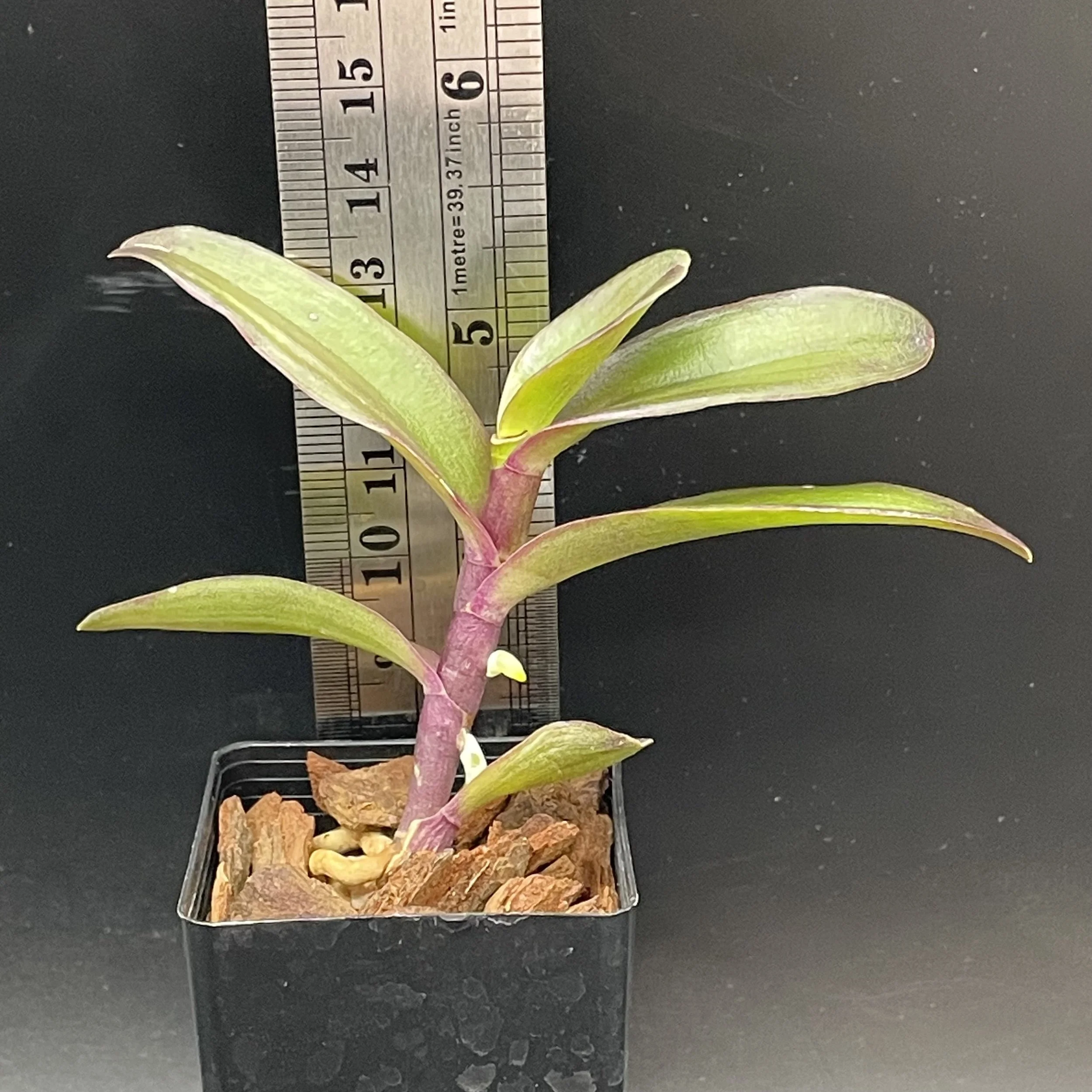 Epidendrum Fizzy Punch seedling for sale in NZ – grown by Orchid Obsession