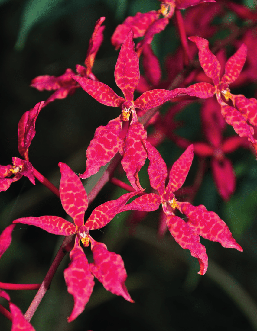 Renanthera bella