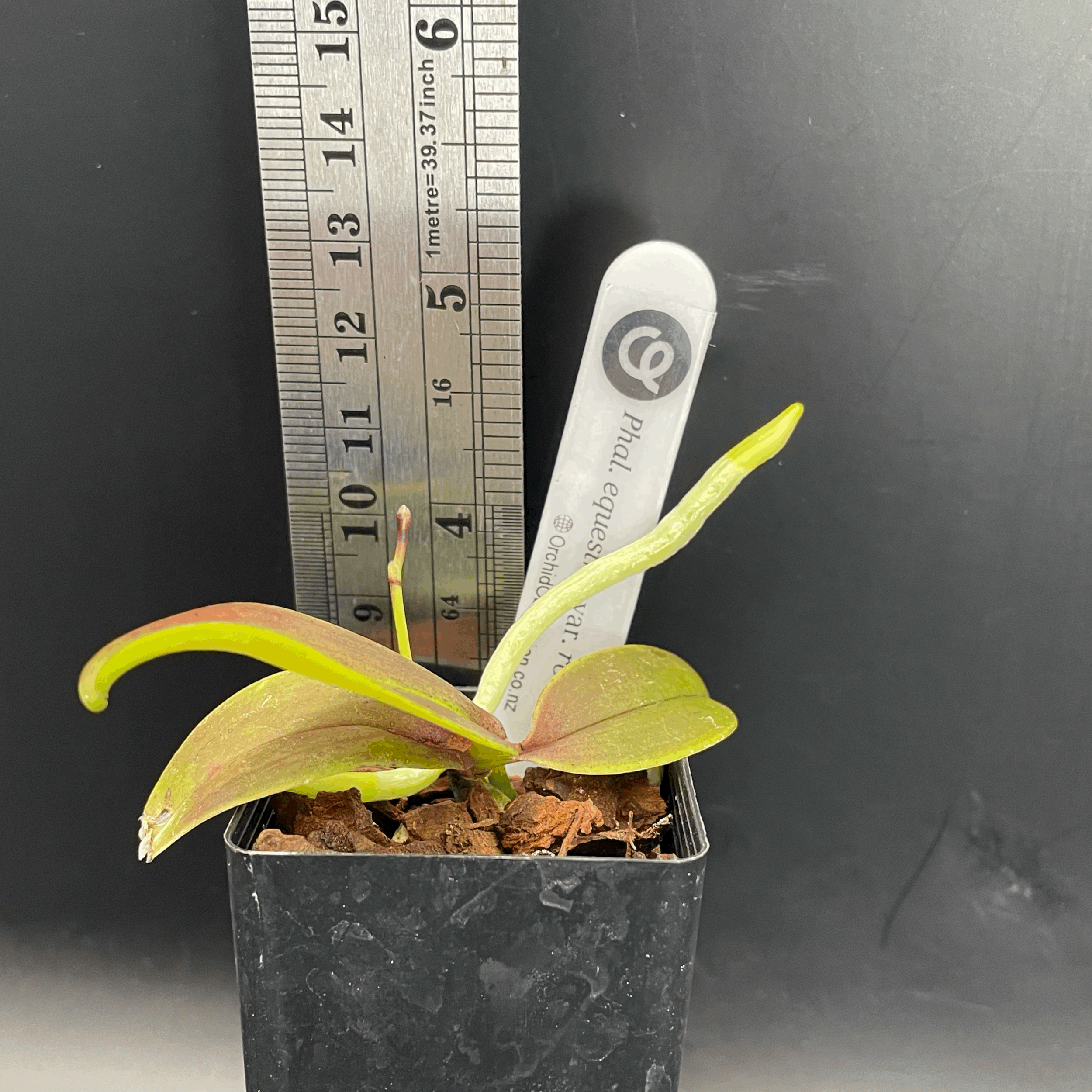 Phalaenopsis equestris var. rosea seed-grown plant for sale in NZ – grown by Orchid Obsession