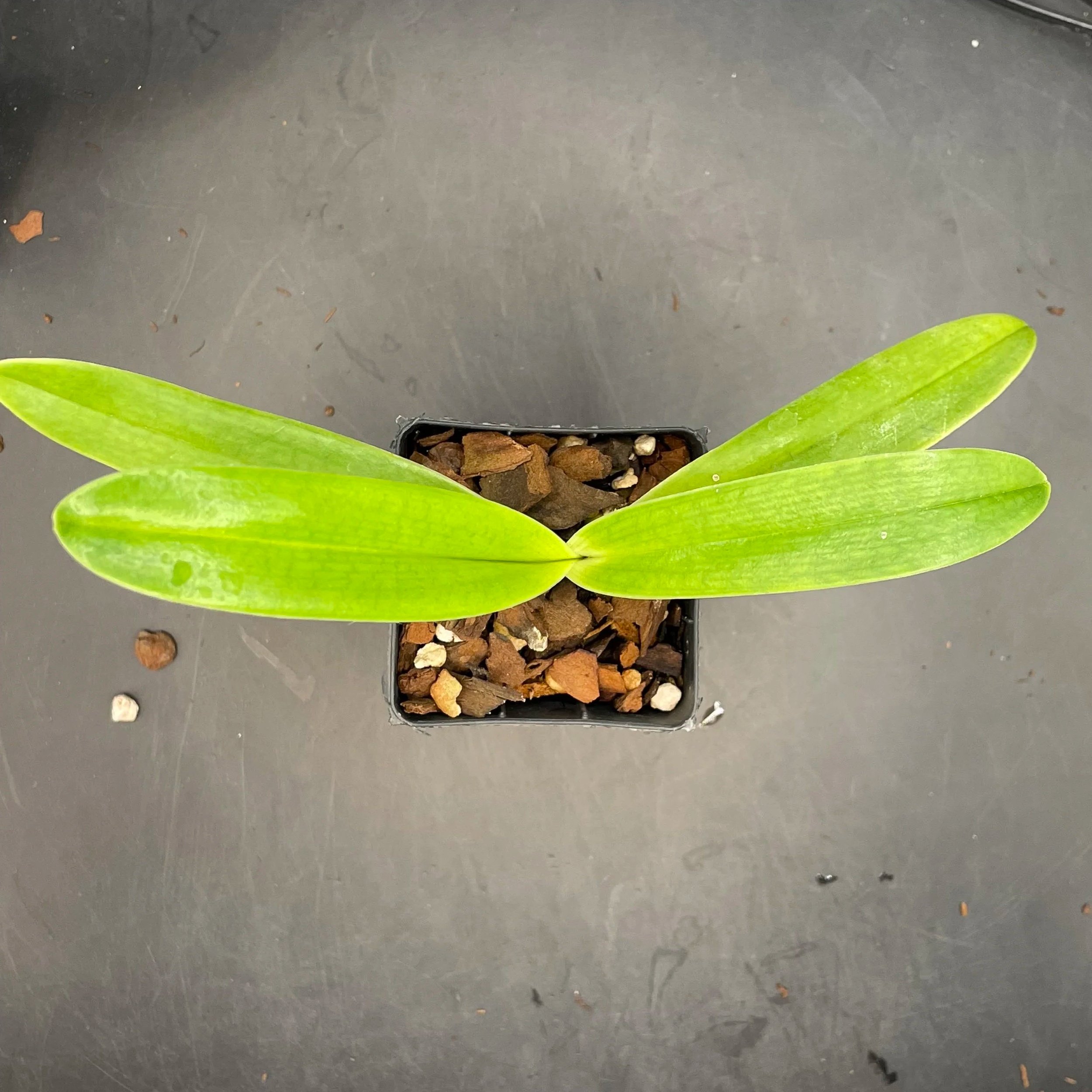 Paphiopedilum Lady Isobel seed-grown plant for sale in NZ – grown by Orchid Obsession