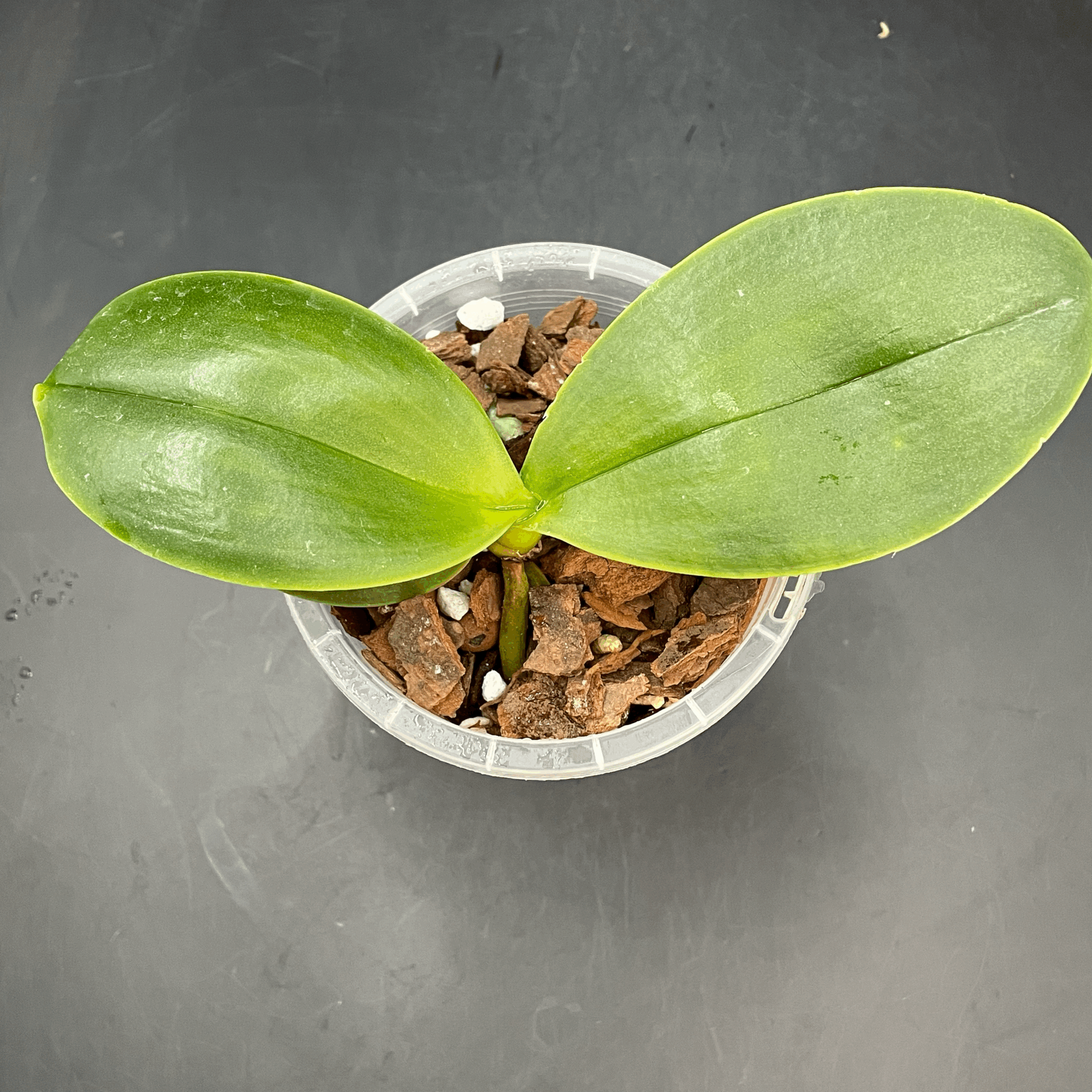 Phalaenopsis Mituo Sunrise × GW Green World seedling for sale in NZ – grown by Orchid Obsession