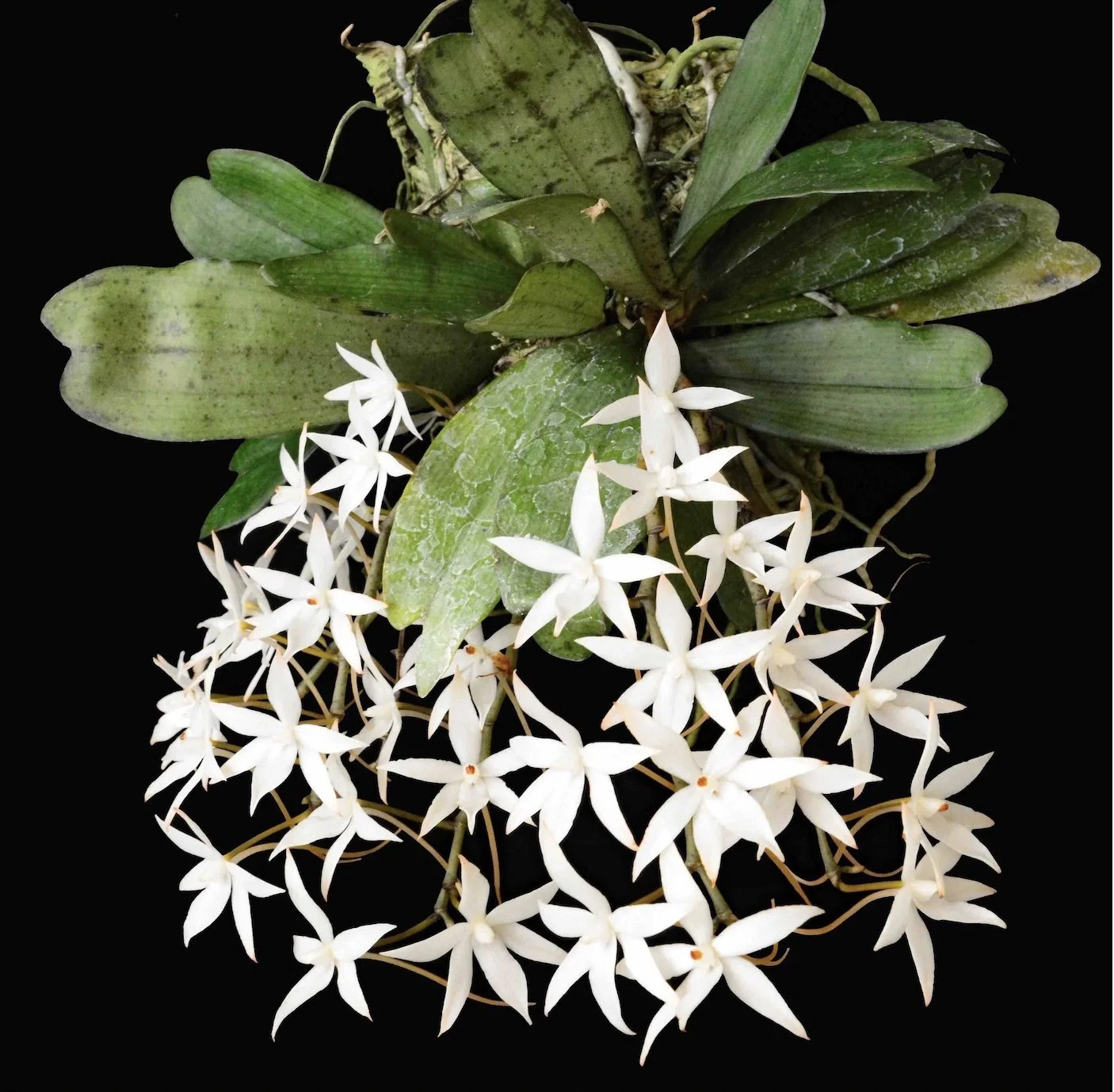 Aerangis biloba
