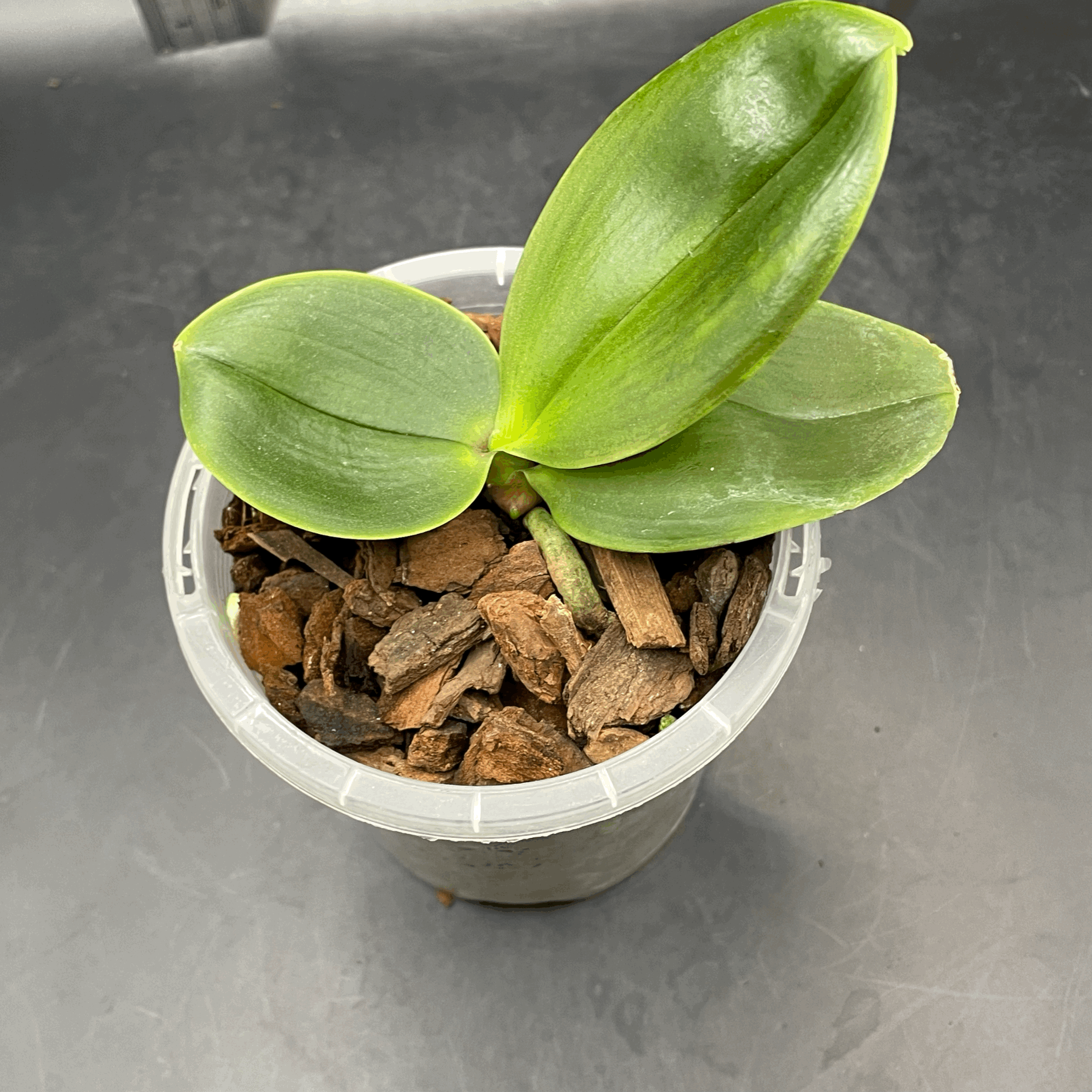 Phalaenopsis Allura ‘Mars’ seed-grown plant for sale in NZ – grown by Orchid Obsession