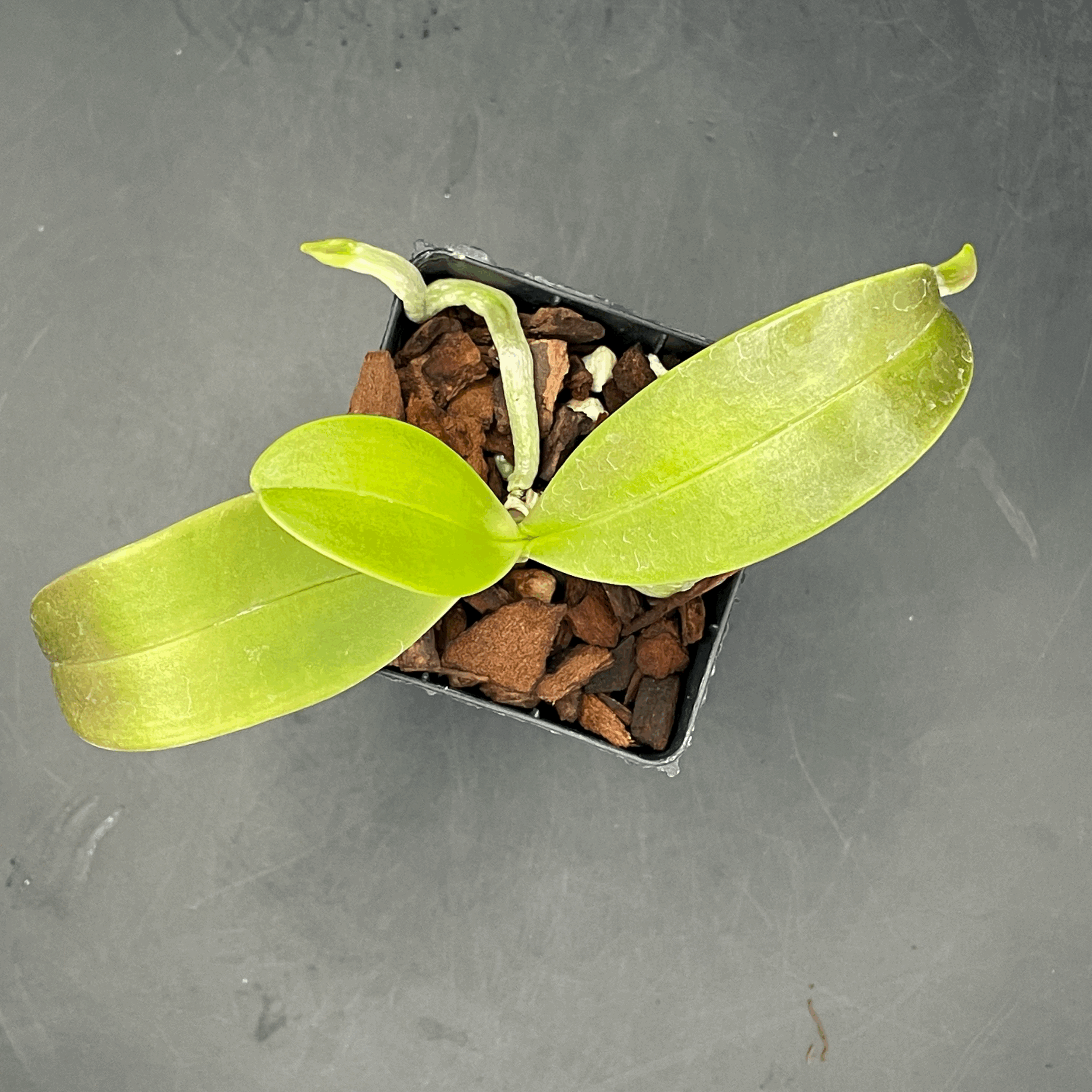 Phalaenopsis equestris var. aparri seedling for sale in NZ – grown by Orchid Obsession