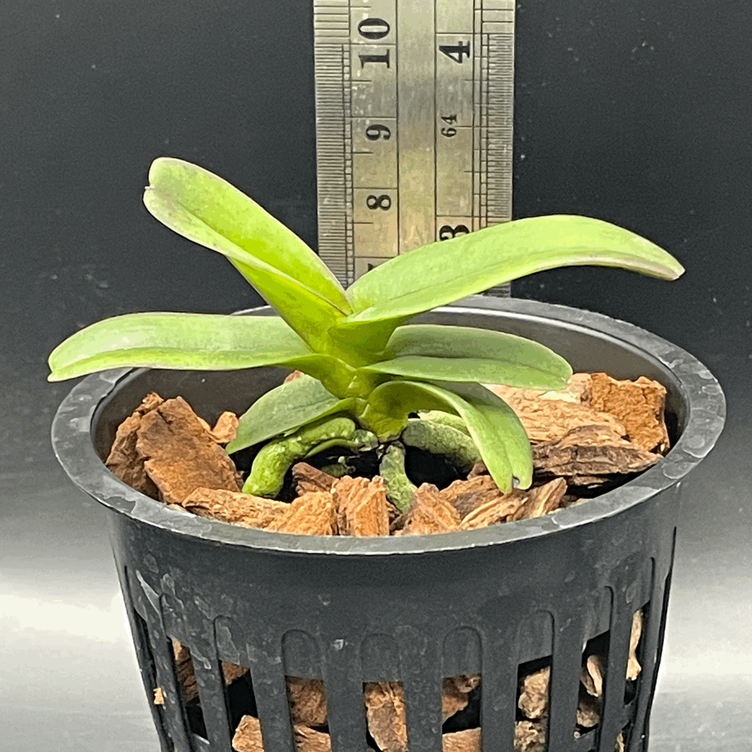 Aerides crassifolia seedling for sale in NZ – grown by Orchid Obsession