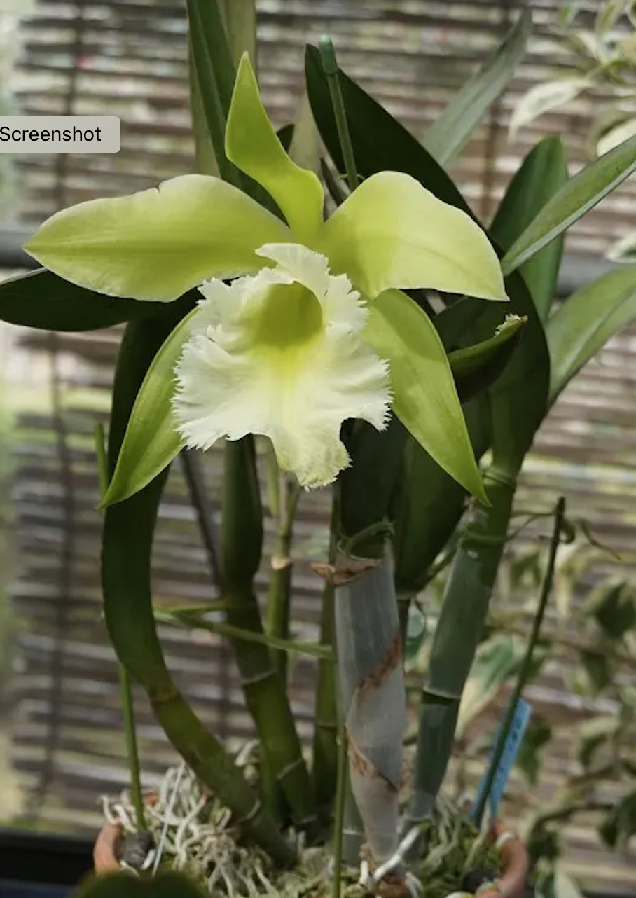 Prosrhyncholeya Muscat Smile 'Green Mountain'