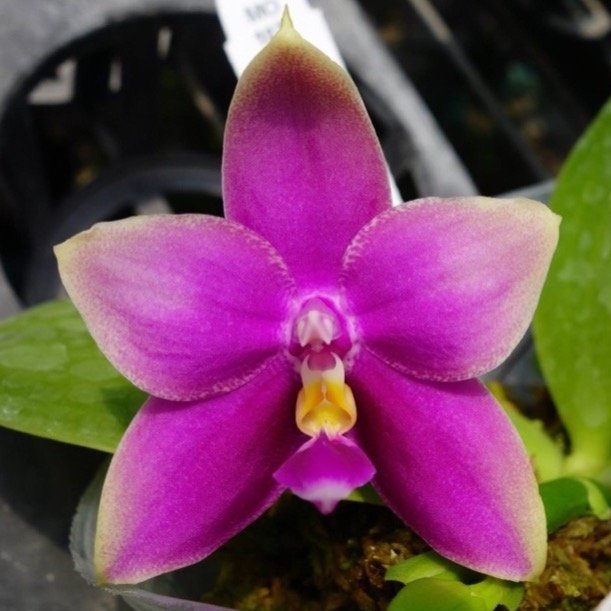 Phalaenopsis LD Bellina Eagle 'Mituo Red 2' parent flower - waxy star-shaped red-magenta bloom with bellina-type form