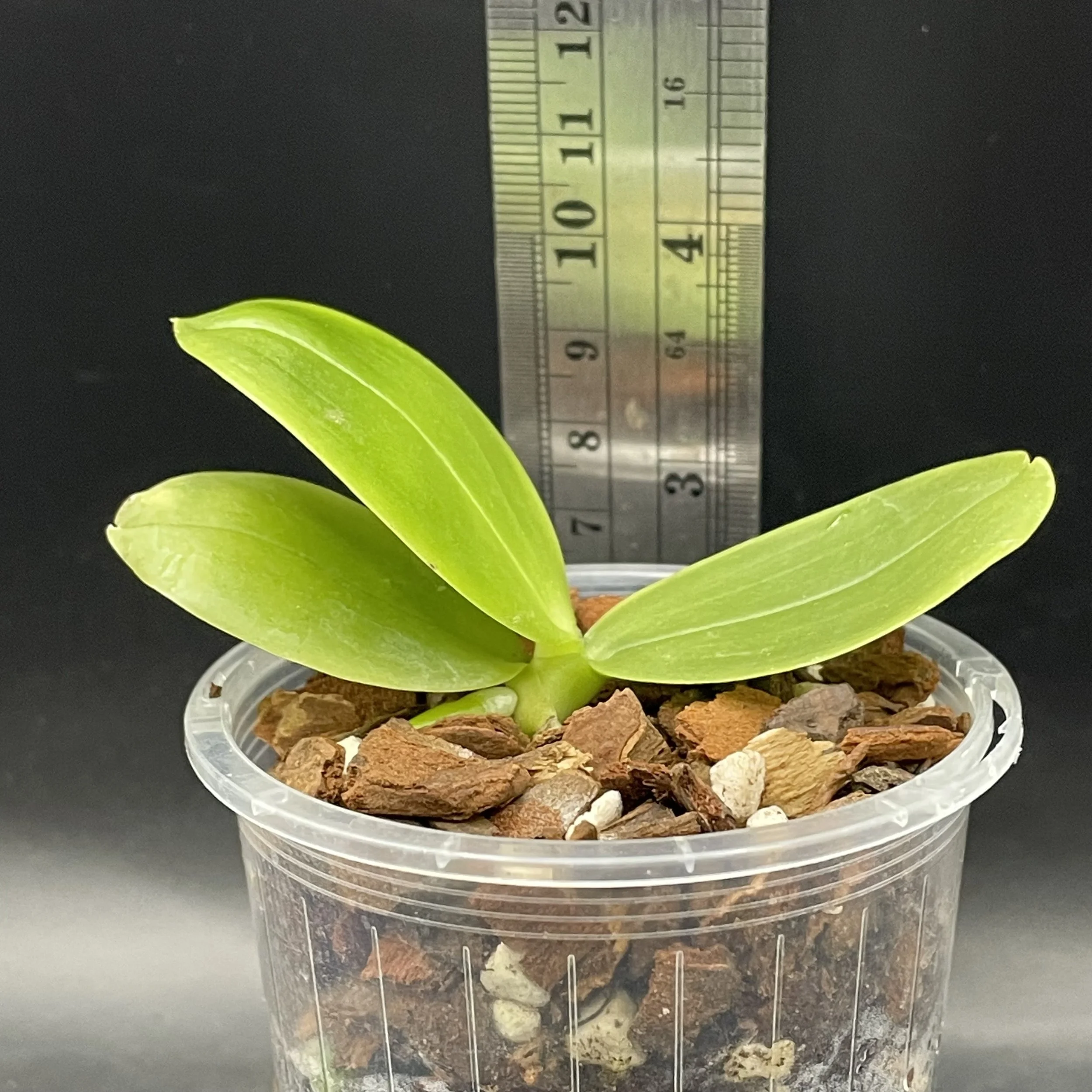 Phalaenopsis Mituo Reflex Dragon 'Splash' × Yin's Dot Passion 'YS1112' seedling for sale in NZ – grown by Orchid Obsession