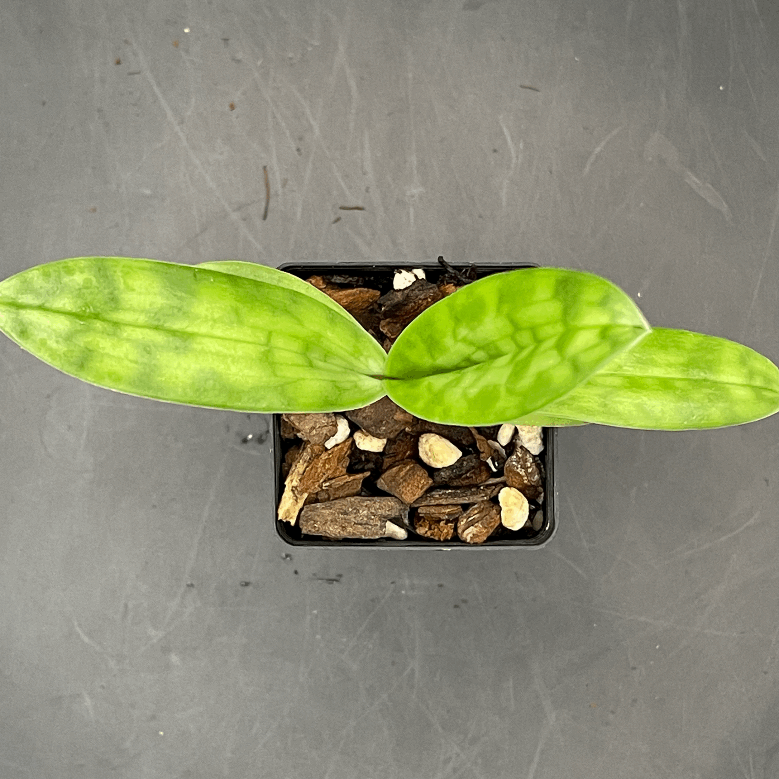 Paphiopedilum Impulse × Hsinying Leopard seedling for sale in NZ – grown by Orchid Obsession