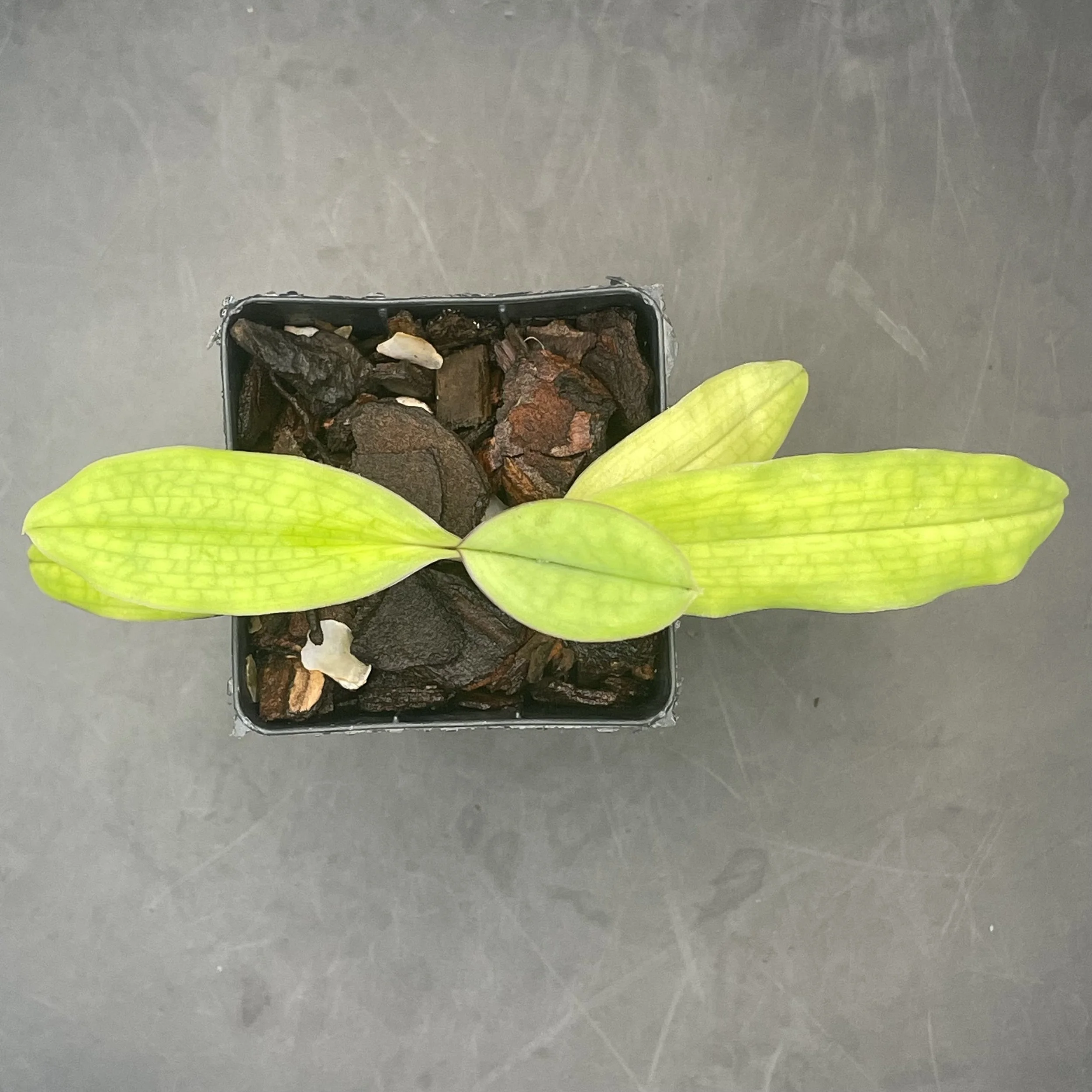 Paphiopedilum moquetteanum × sib (‘Humongus’ × ‘Sky Dweller’) seedling for sale in NZ – grown by Orchid Obsession