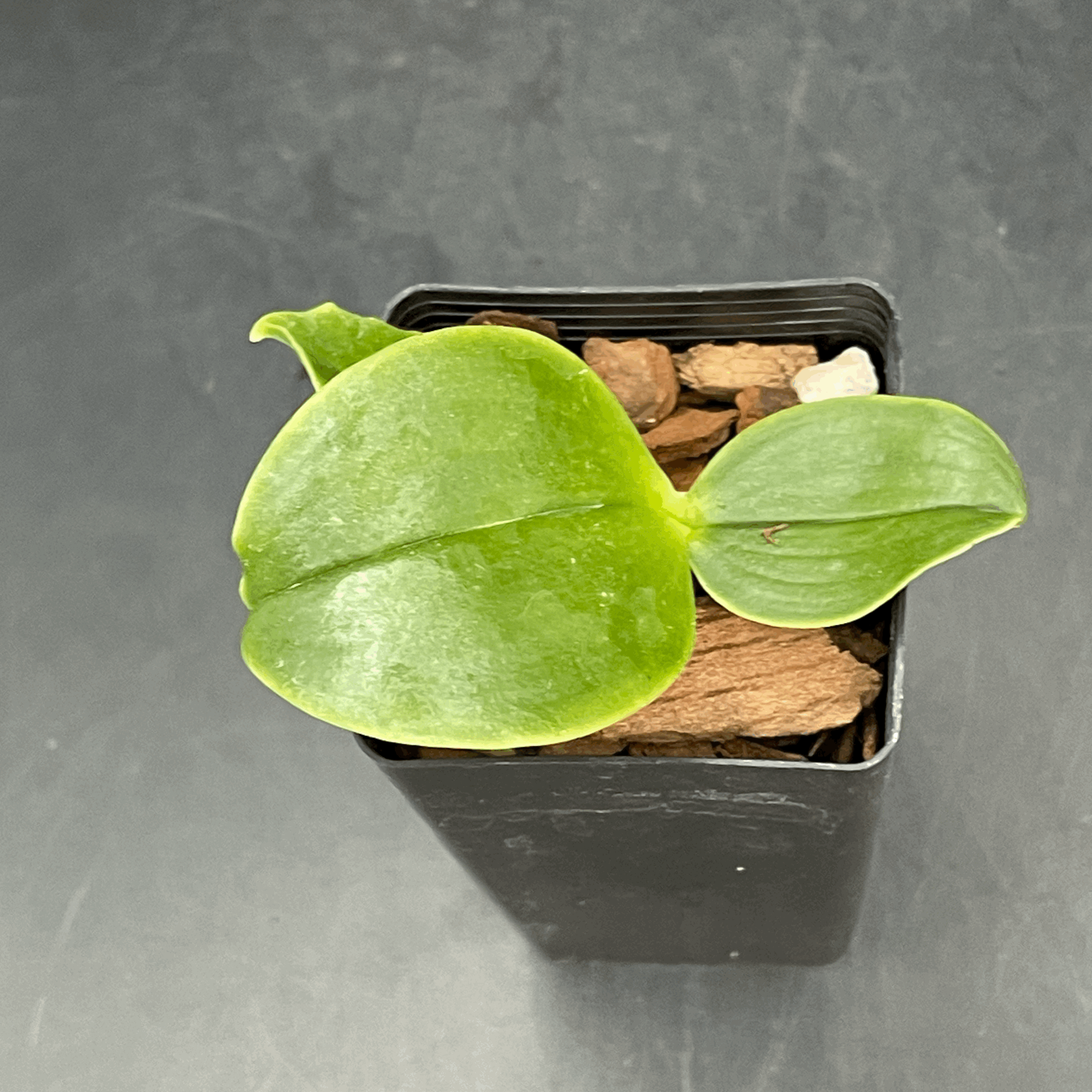 Phalaenopsis bellina var. coerulea × sib seedling for sale in NZ – grown by Orchid Obsession