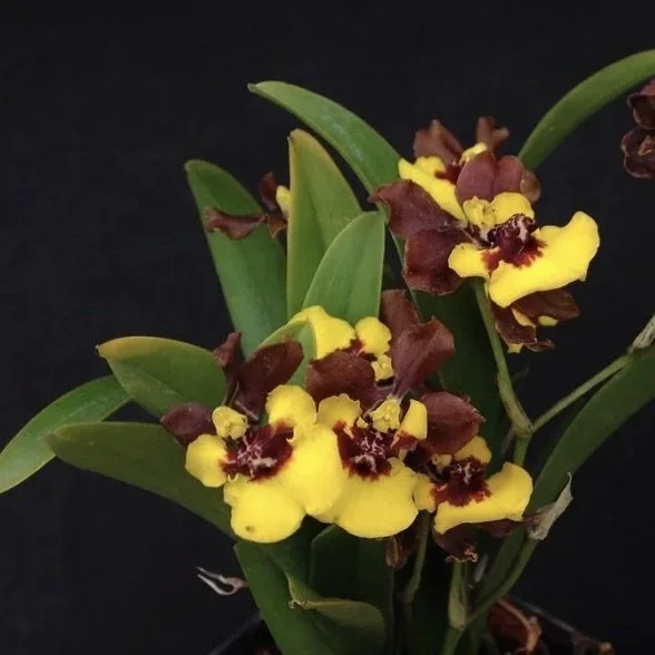 Gomesa croesus flower - copper-bronze petals with vivid golden-yellow lip and ruby-red crest