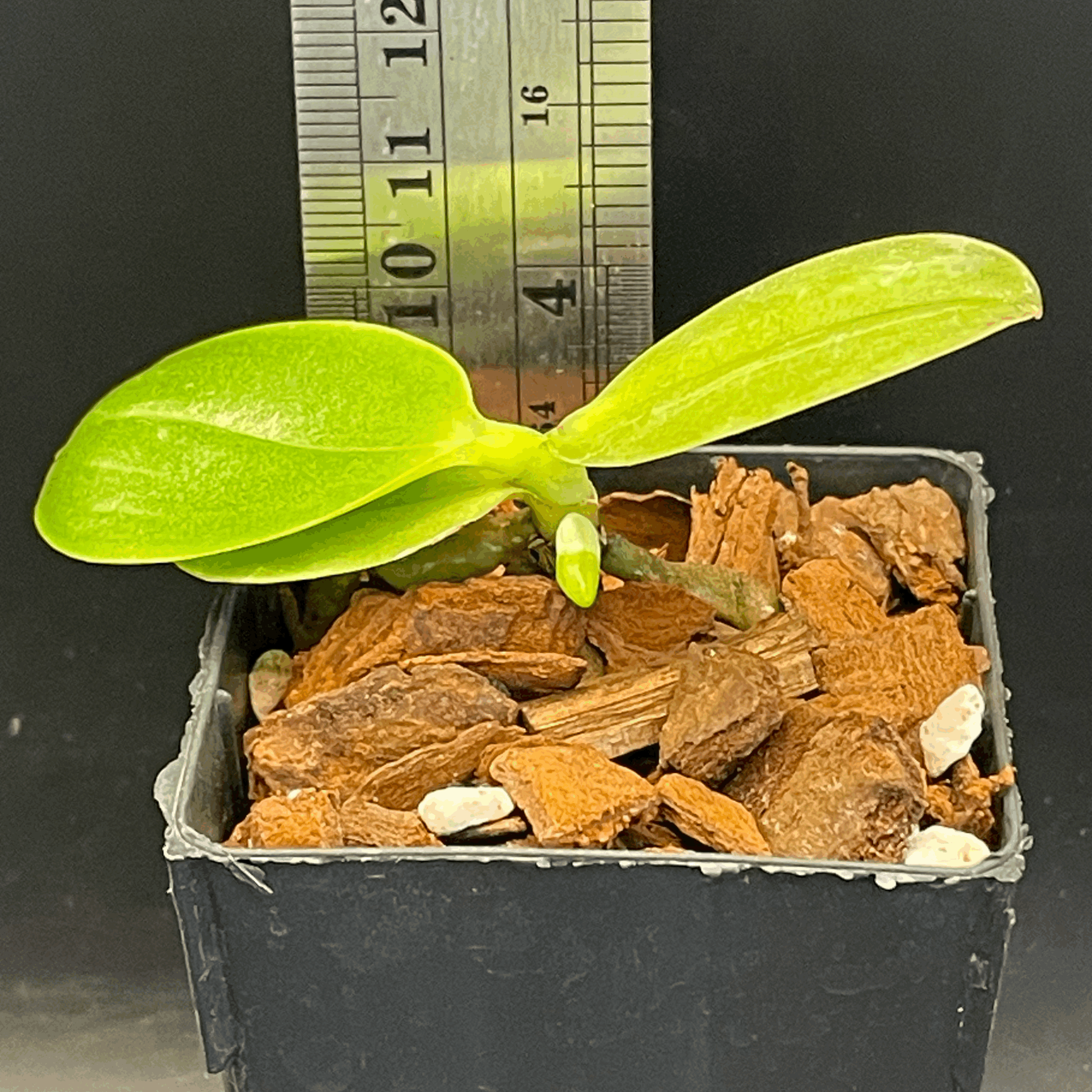 Phalaenopsis Sogo Golden seedling for sale in NZ – grown by Orchid Obsession