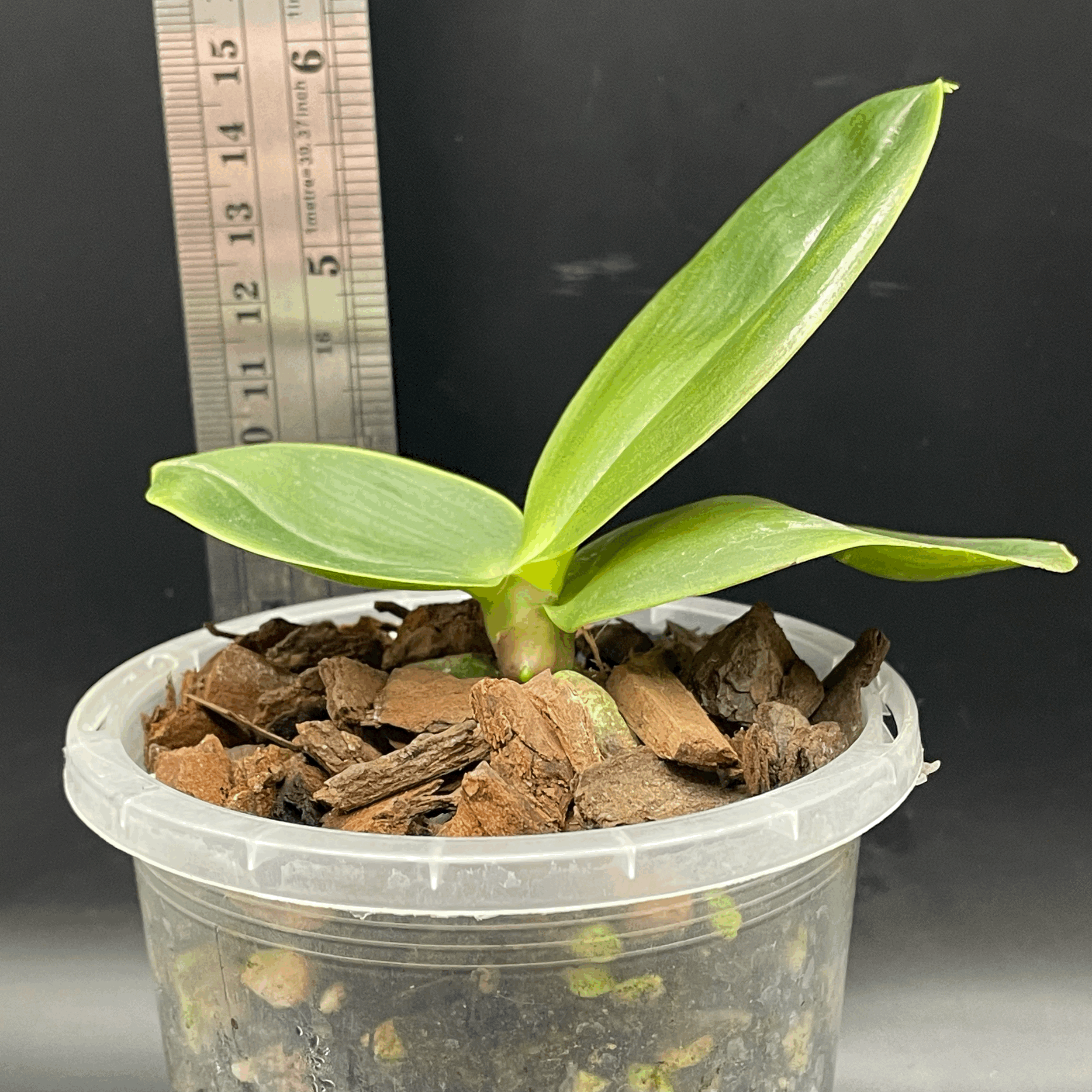 Phalaenopsis Allura ‘Mars’ seed-grown plant for sale in NZ – grown by Orchid Obsession