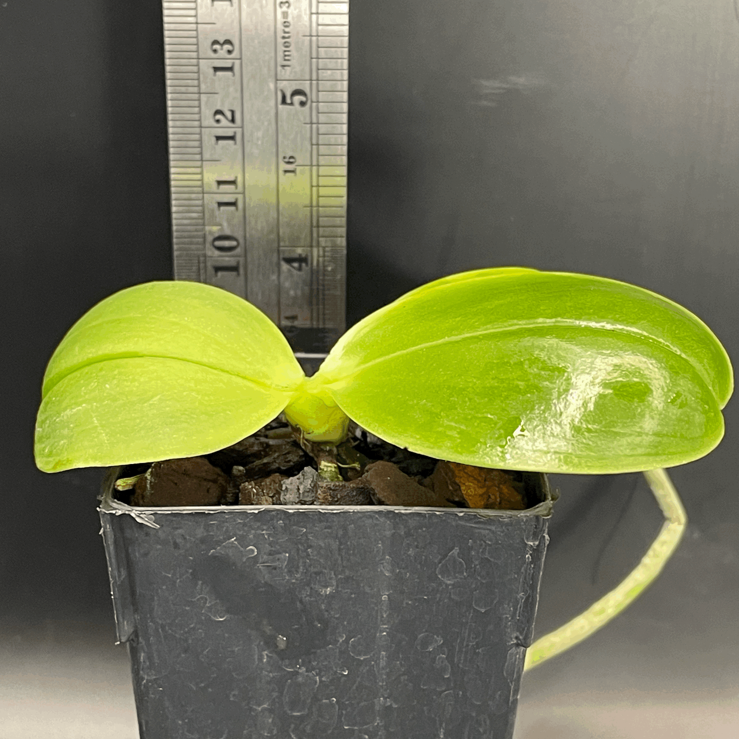 Phalaenopsis Mituo Reflex Dragon 'Splash' × Yin's Dot Passion 'YS1112' seedling for sale in NZ – grown by Orchid Obsession
