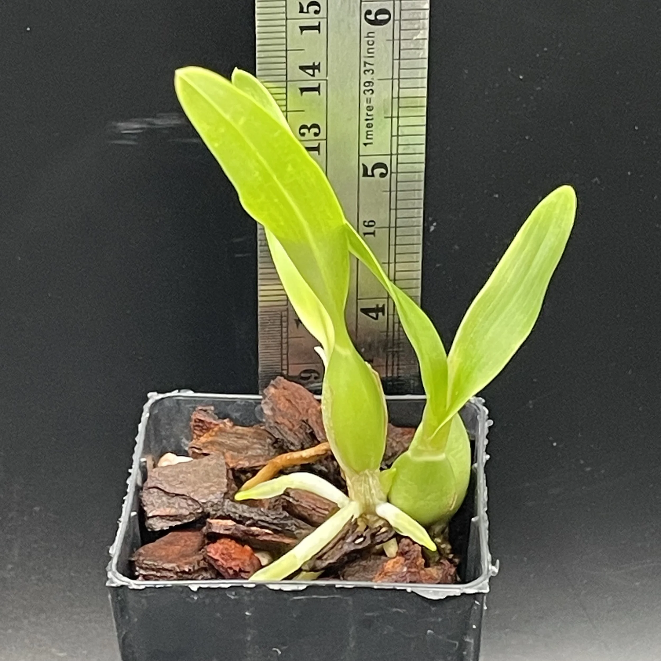Prosthechea fragrans division for sale in NZ – grown by Orchid Obsession